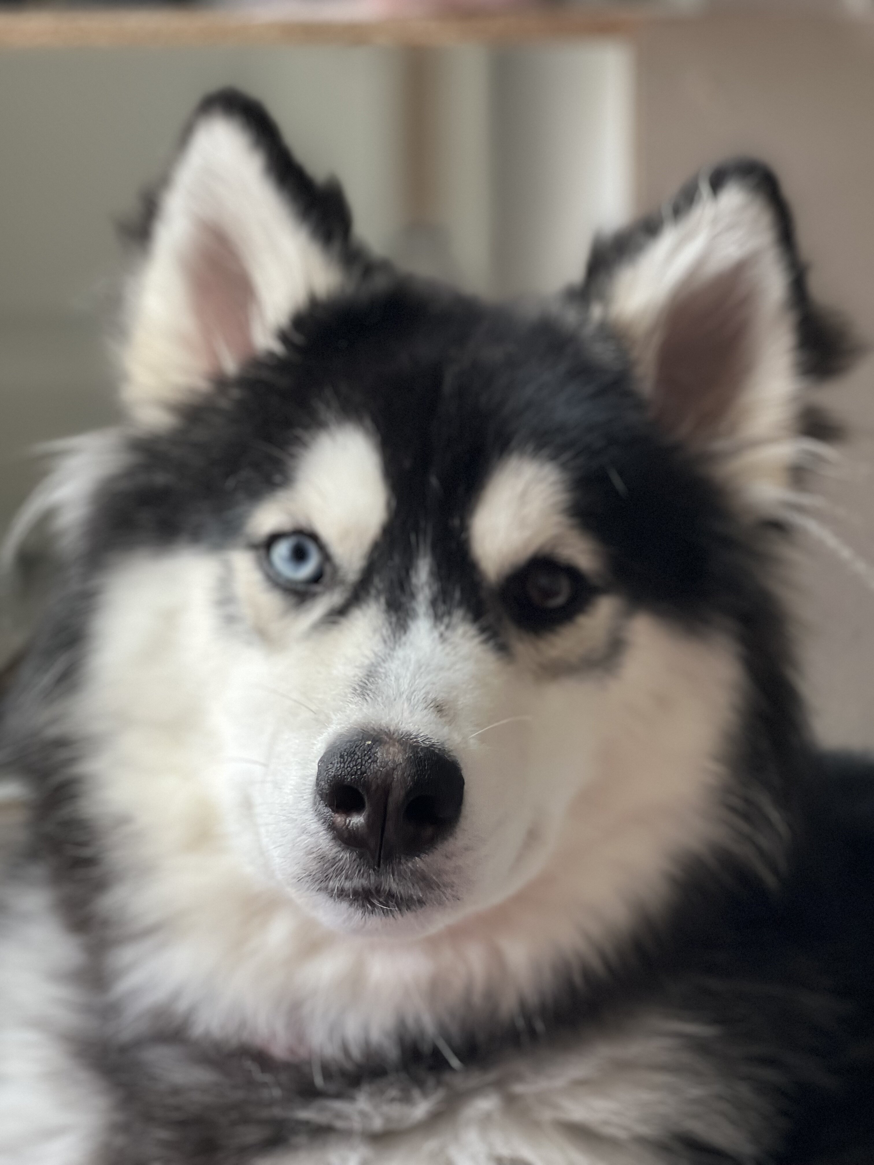 Husky Malamute MIX image 10