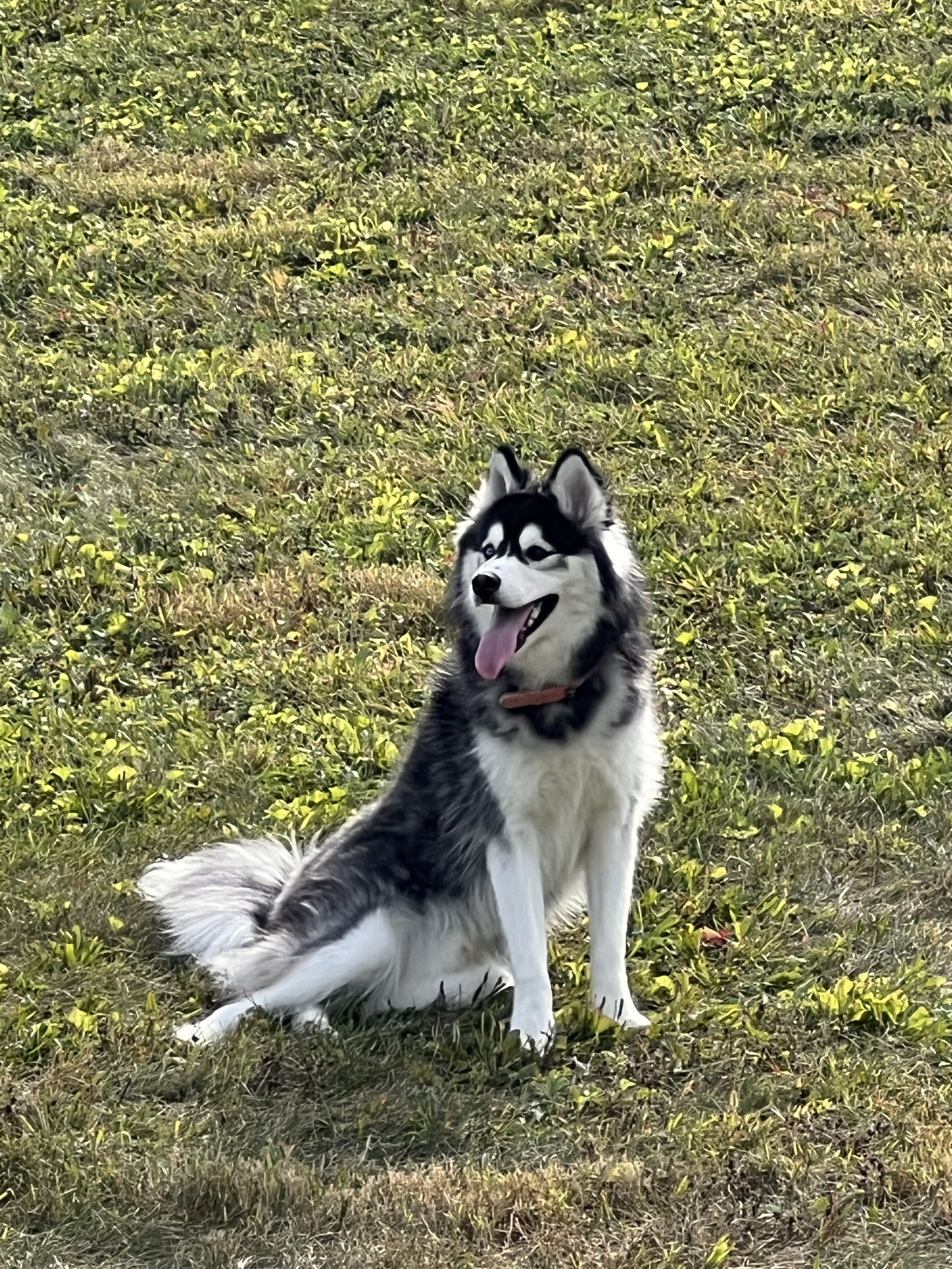 Husky Malamute MIX image 9