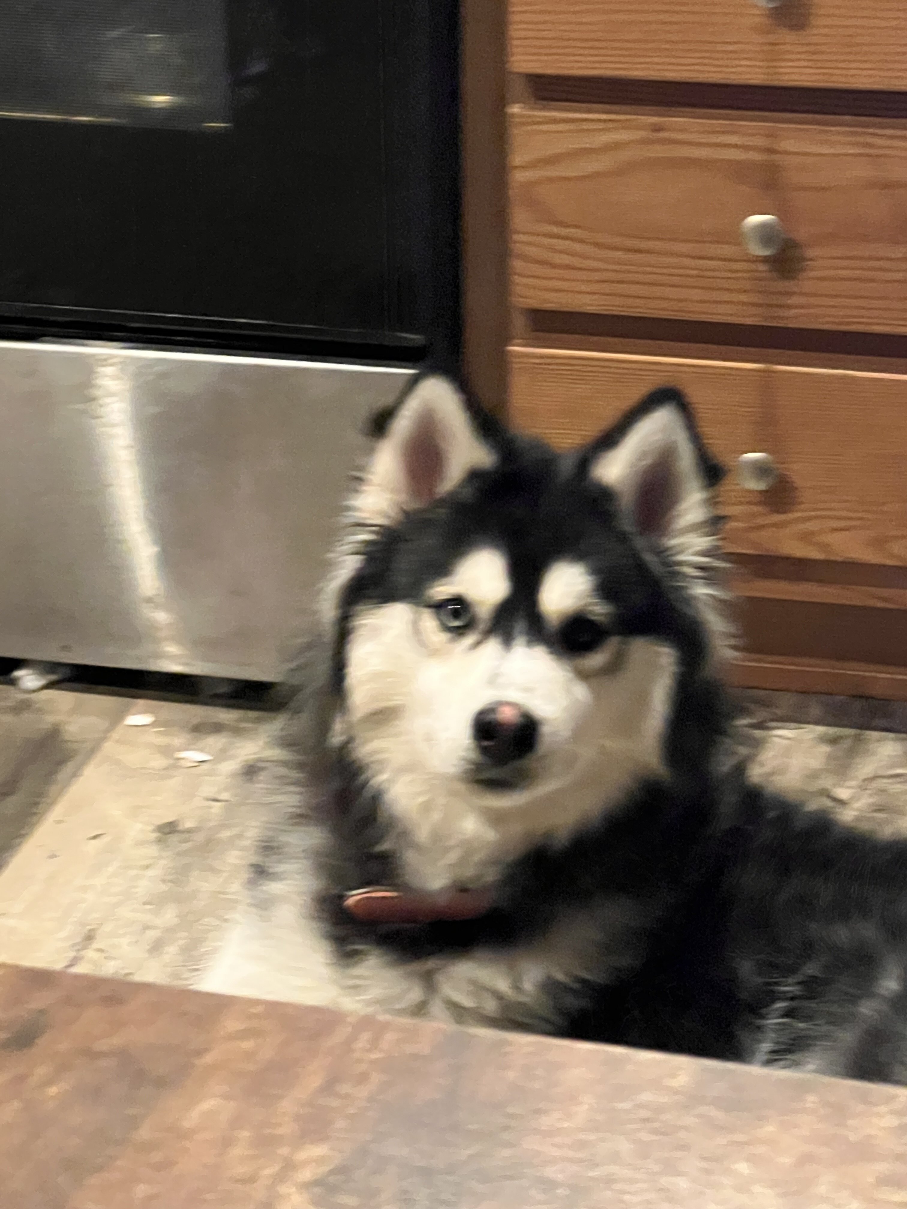 Husky Malamute MIX image 8