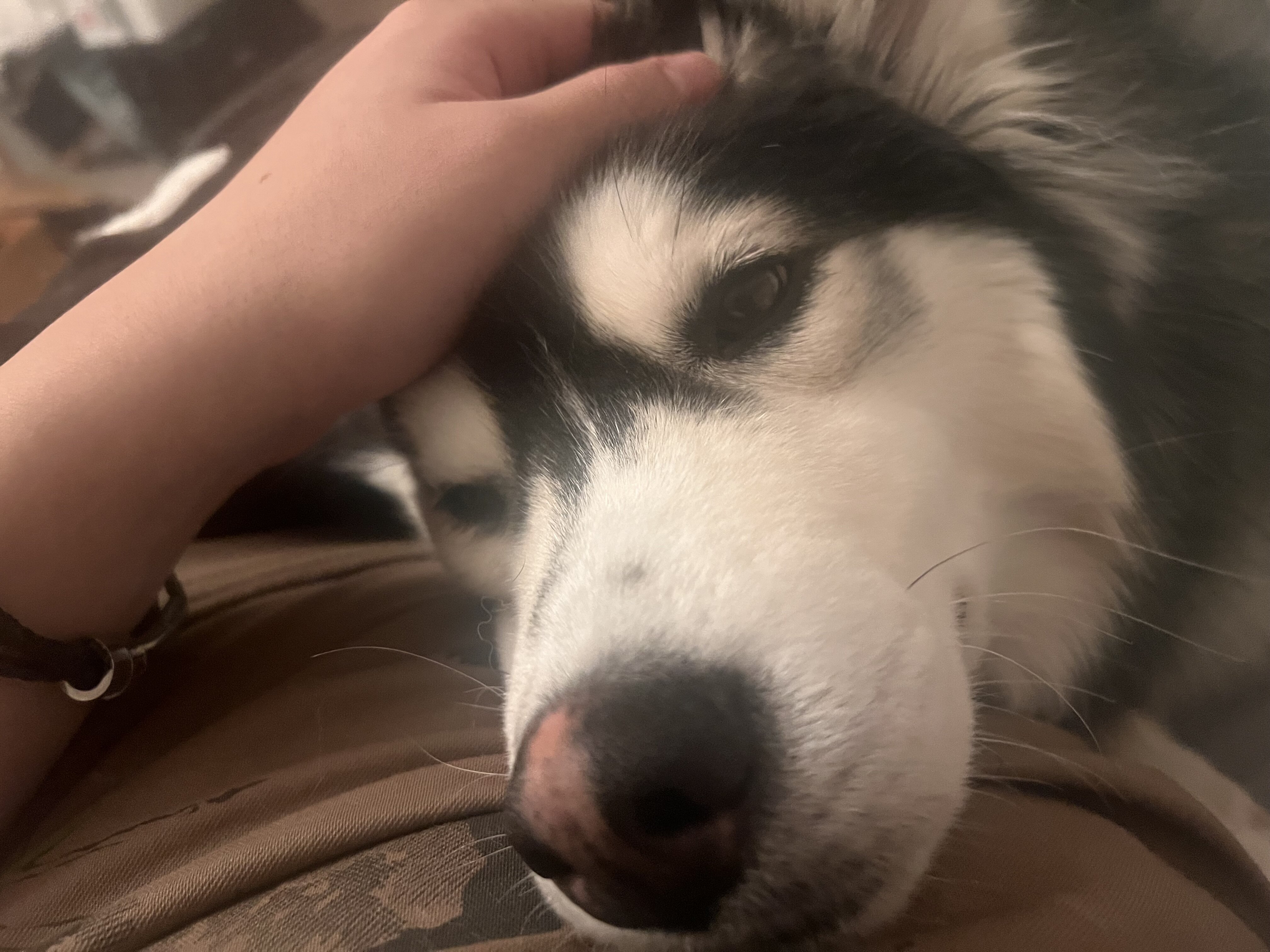 Husky Malamute MIX image 7