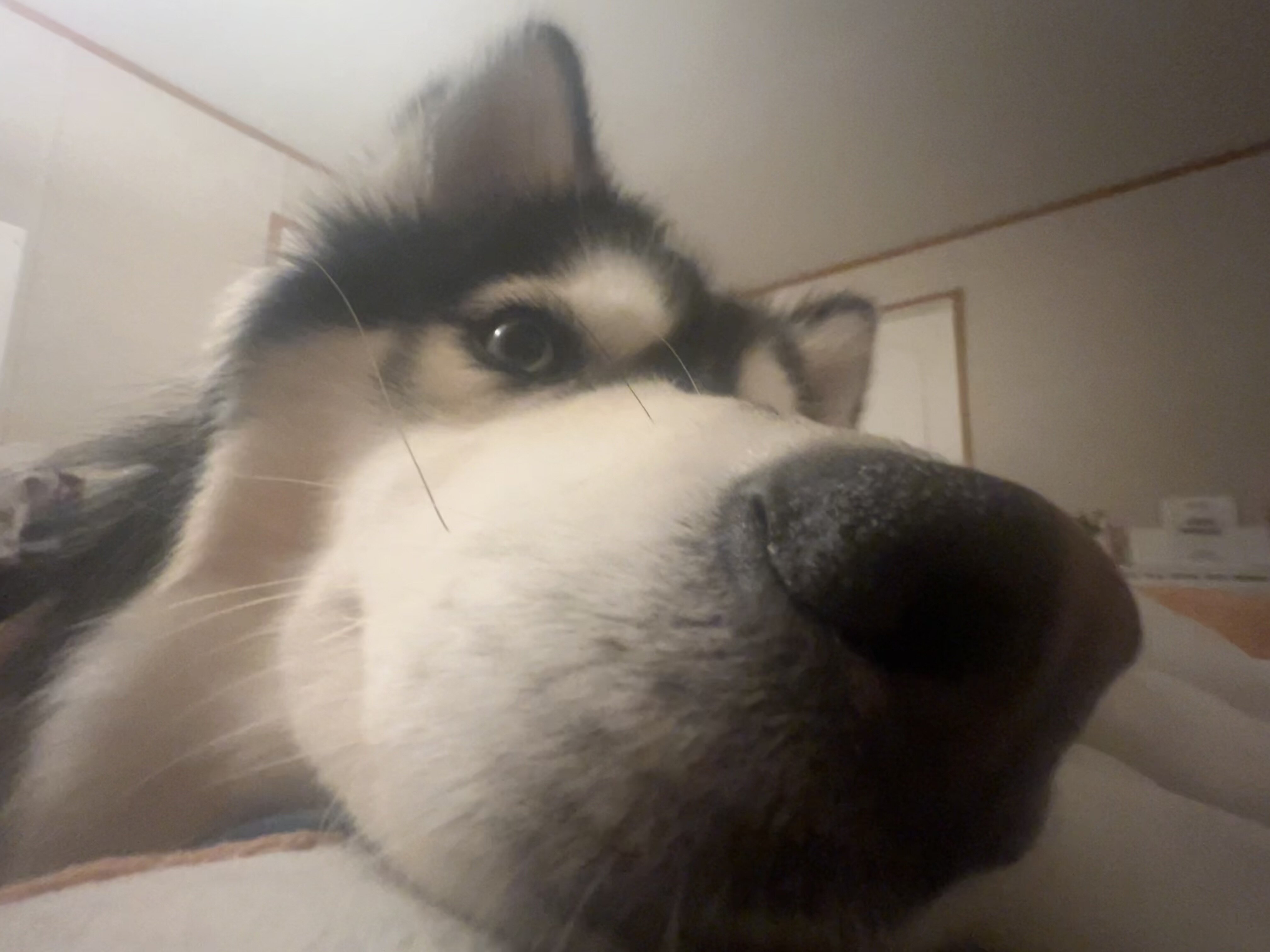 Husky Malamute MIX image 6