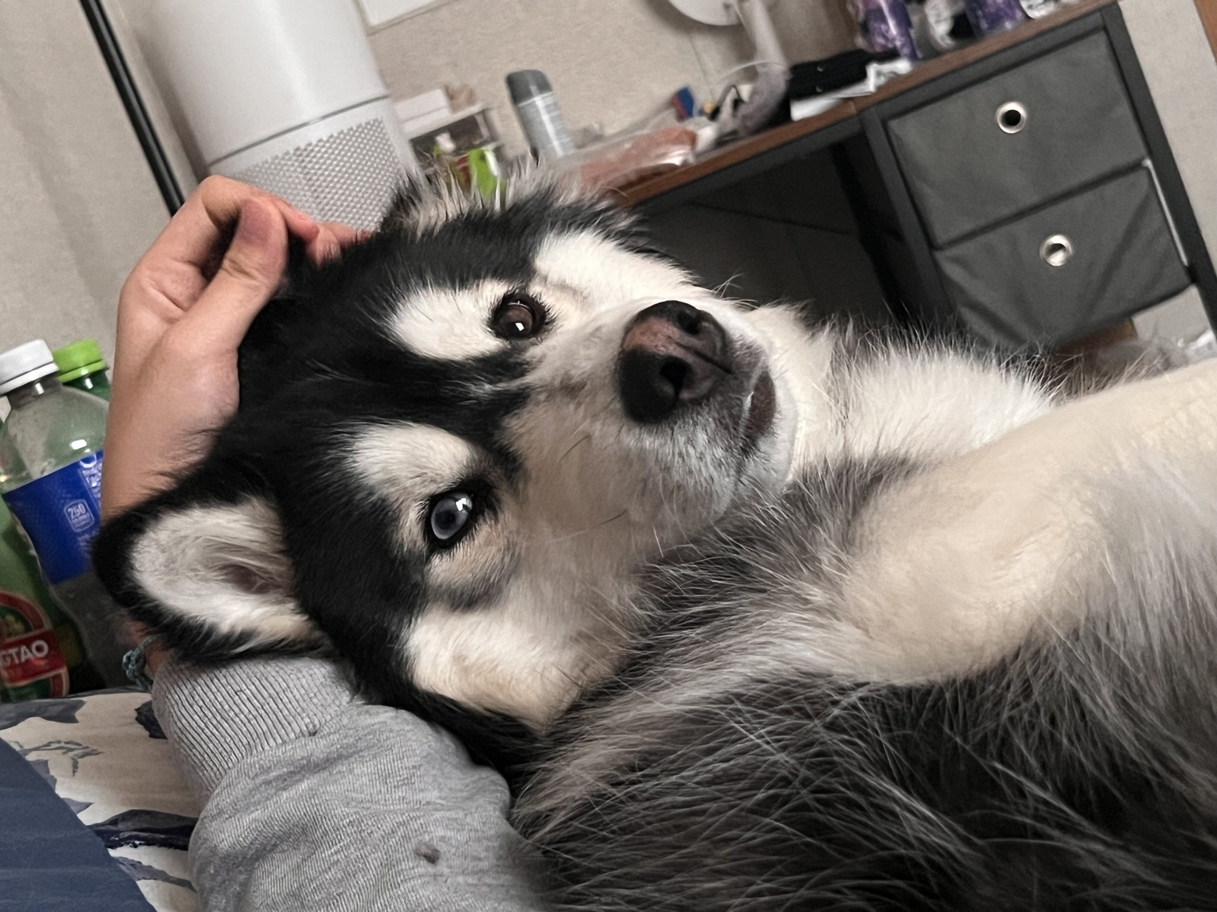 Husky Malamute MIX image 5