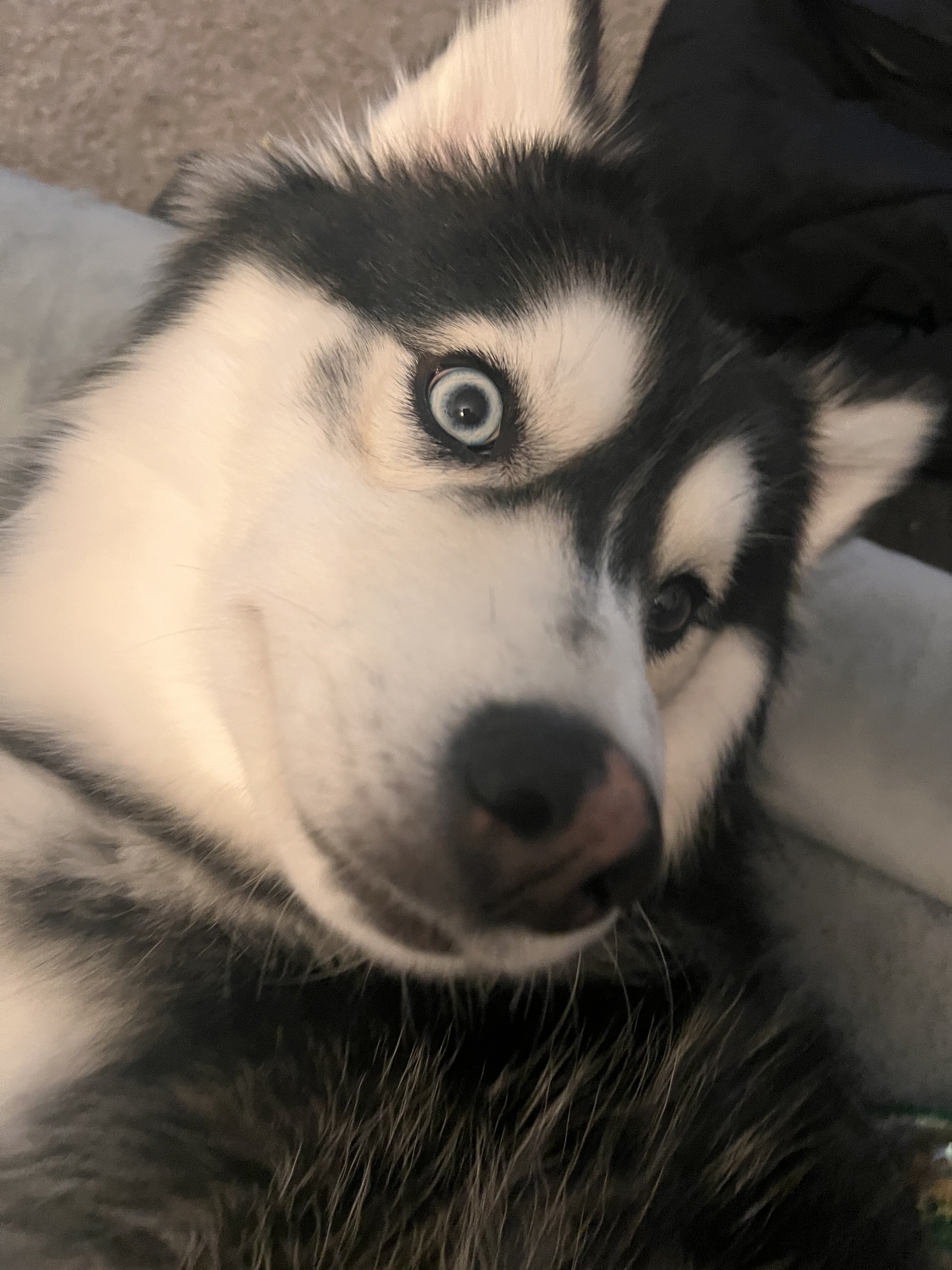 Husky Malamute MIX image 4