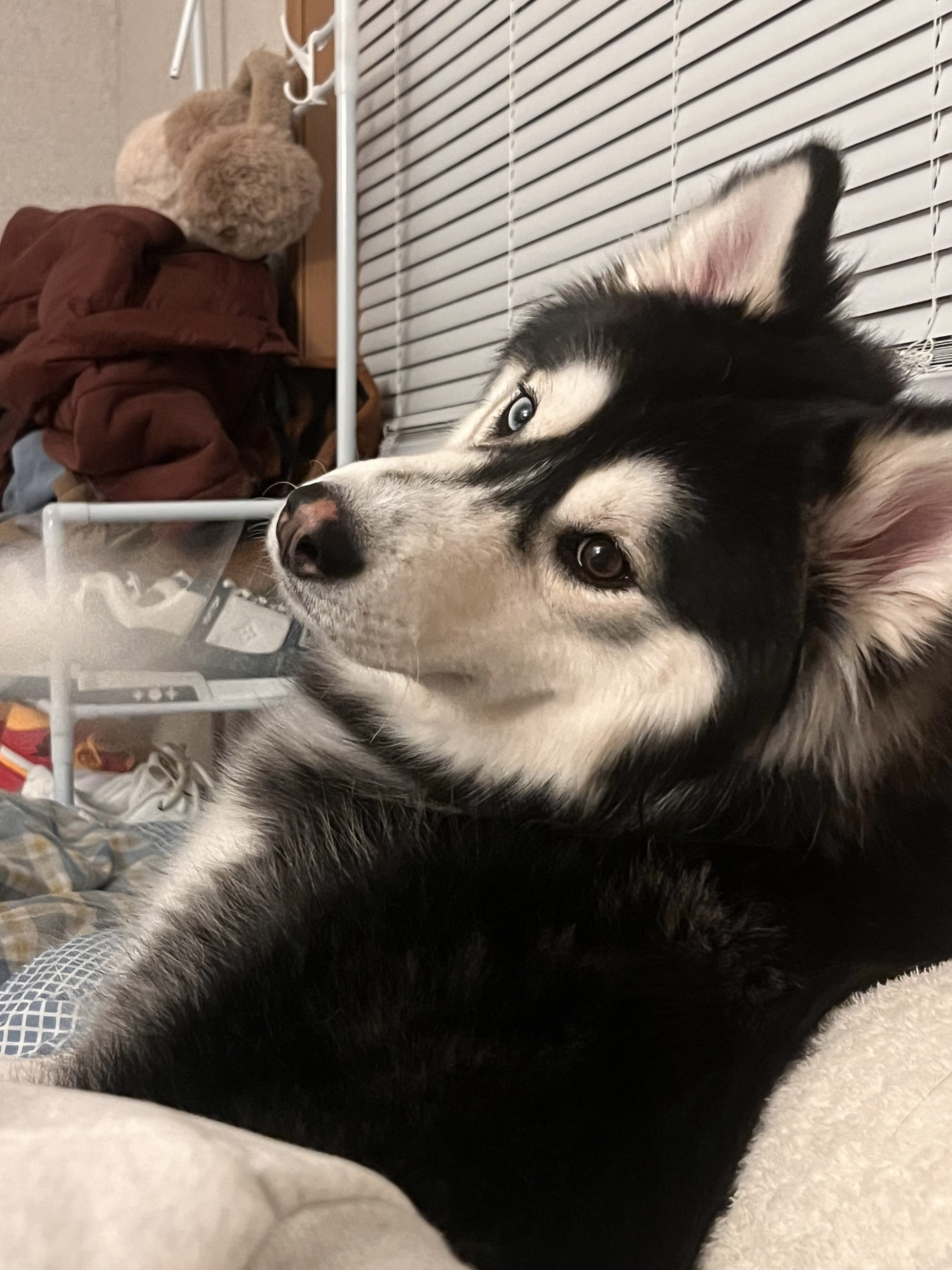 Husky Malamute MIX image 3
