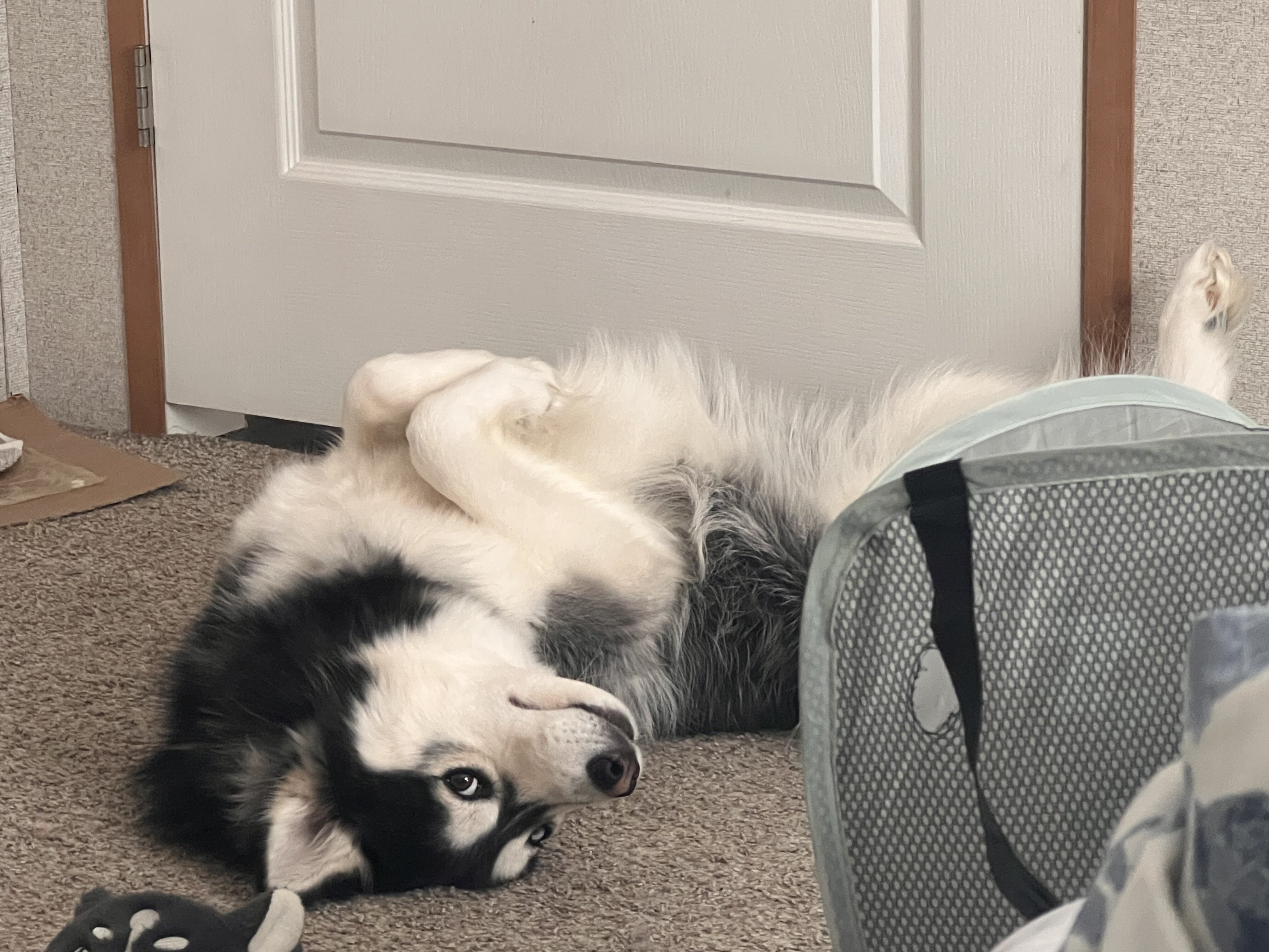 Husky Malamute MIX image 2