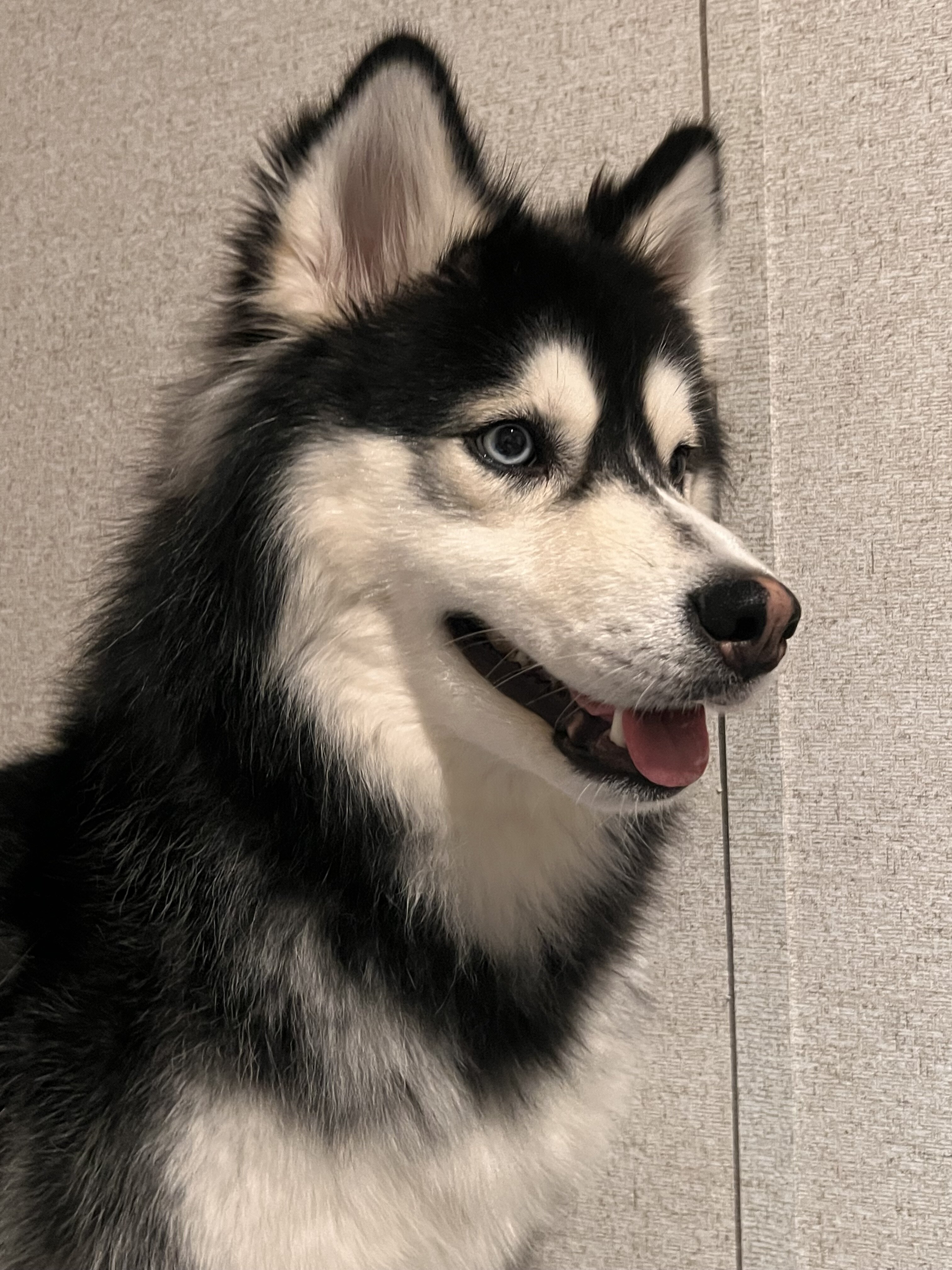 Husky Malamute MIX image 1