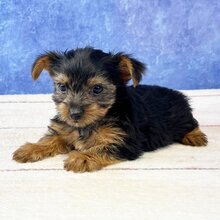 I'm Rory! I'm an 9-week-old female Yorkie puppy image 3