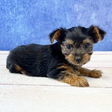 I'm Rory! I'm an 9-week-old female Yorkie puppy image 2