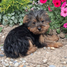 I'm Marissa! I'm a 16-week-old female Yorkie pupp image 3