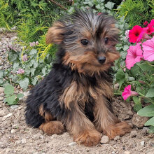 I'm Marissa! I'm a 16-week-old female Yorkie pupp image 4