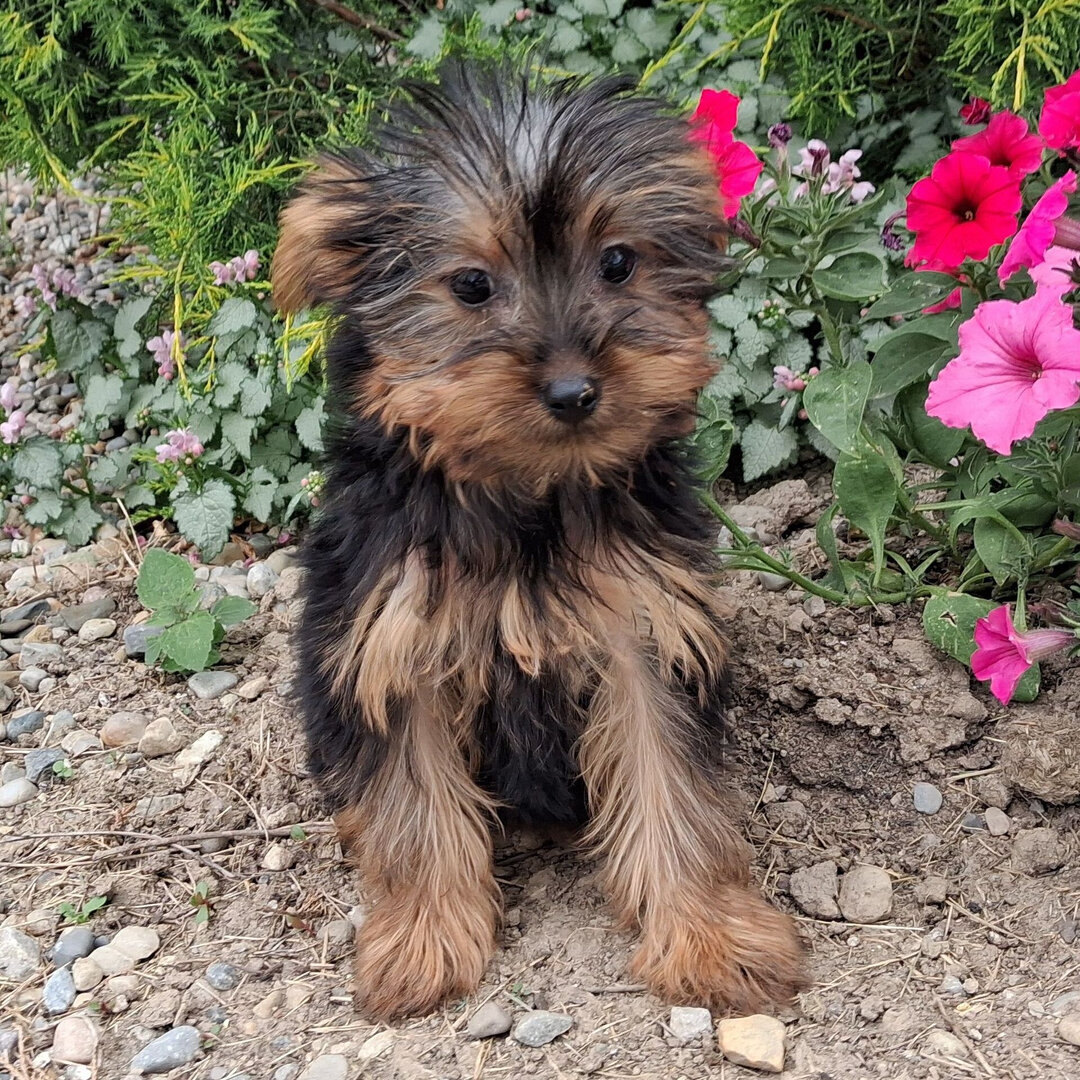 I'm Marissa! I'm a 16-week-old female Yorkie pupp image 2