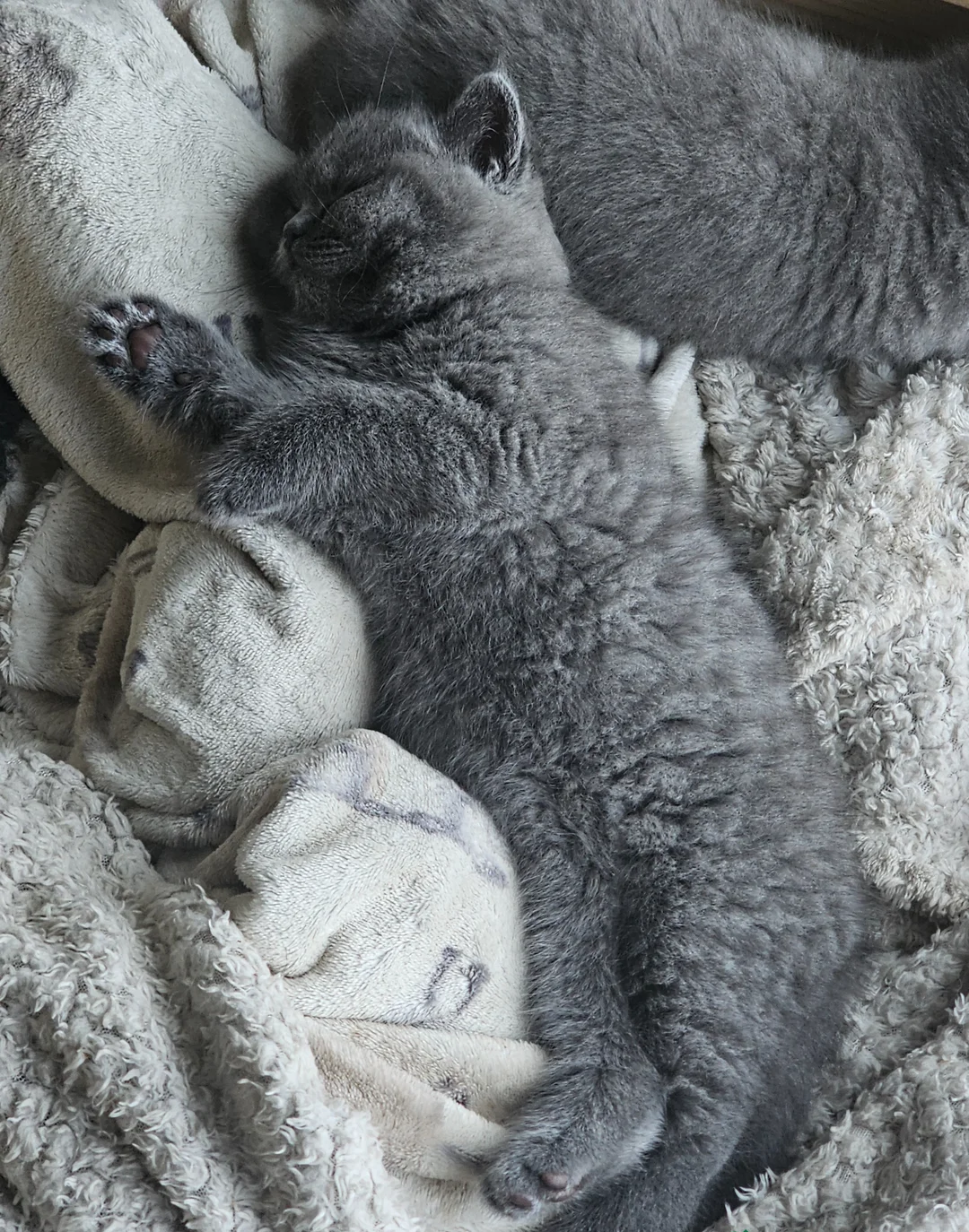 Pedigree British Shorthair Kittens image 4