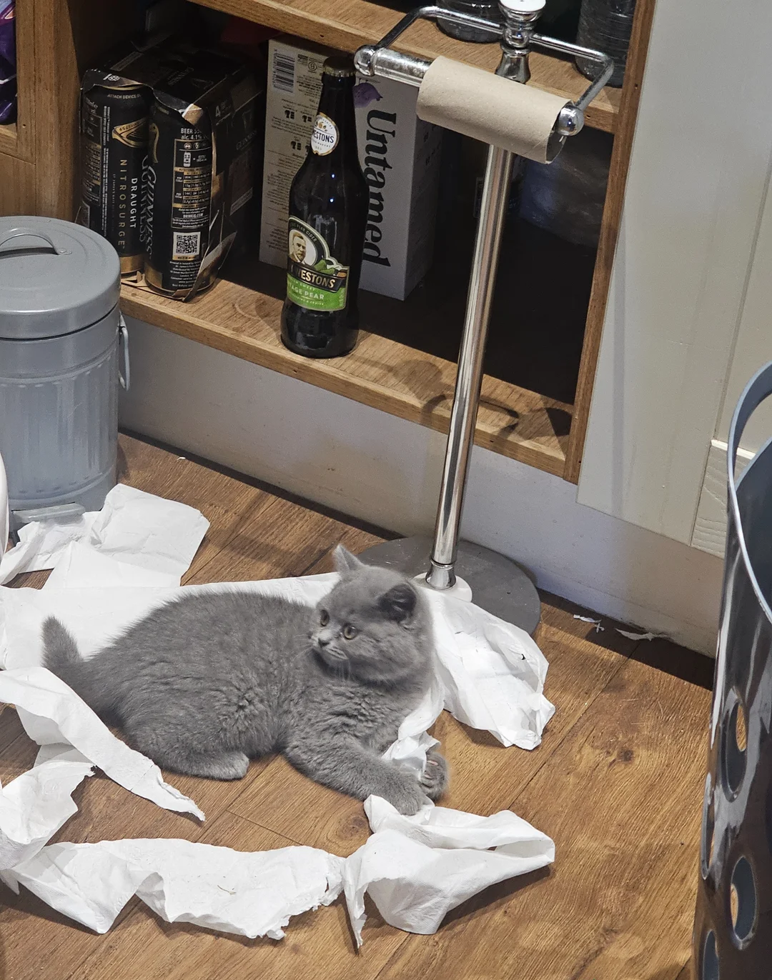 Pedigree British Shorthair Kittens image 2