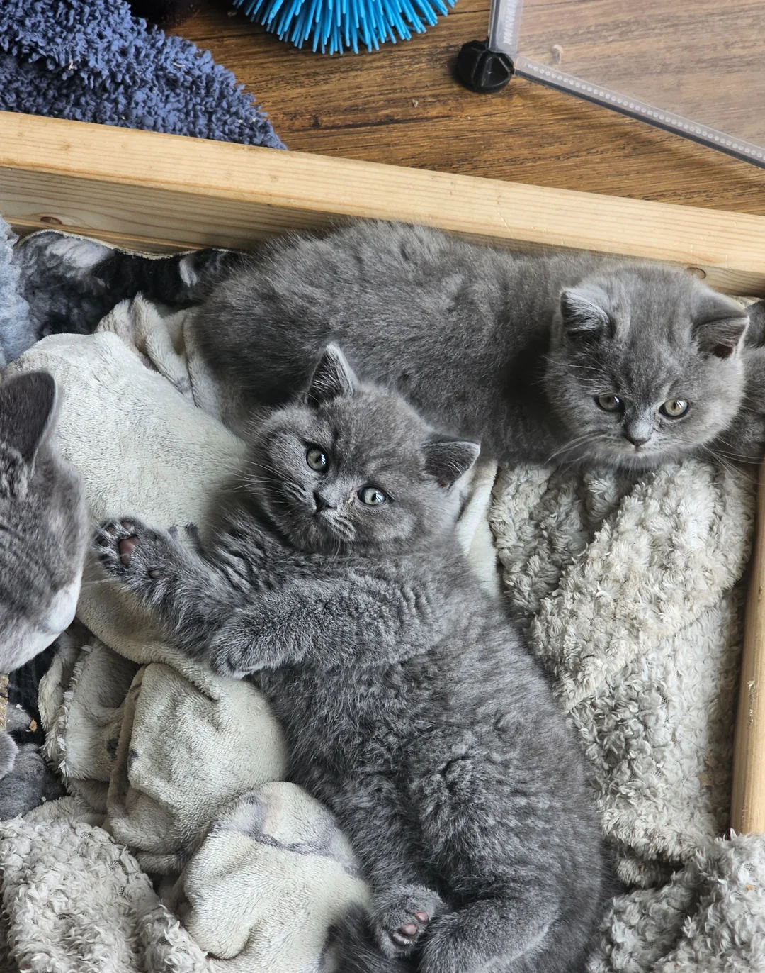 Pedigree British Shorthair Kittens image 7