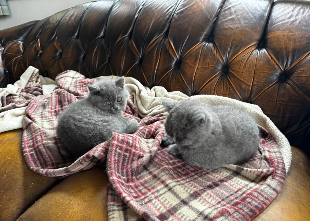 Pedigree British Shorthair Kittens image 3