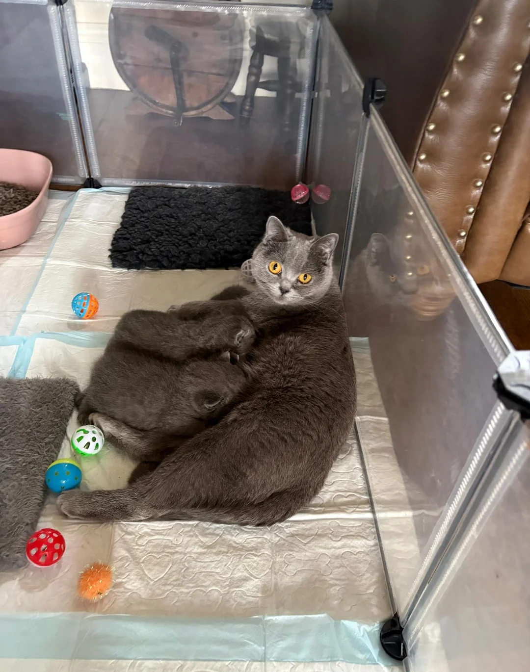 Pedigree British Shorthair Kittens image 1