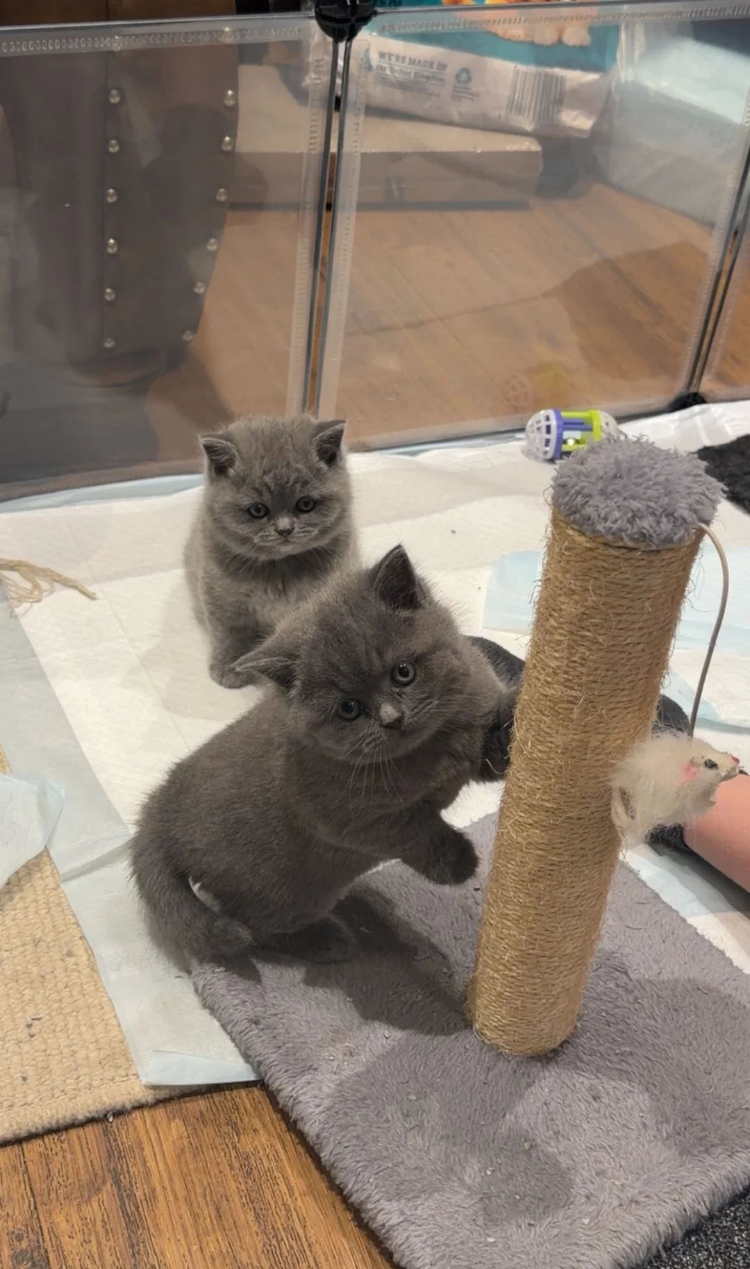 Pedigree British Shorthair Kittens image 6