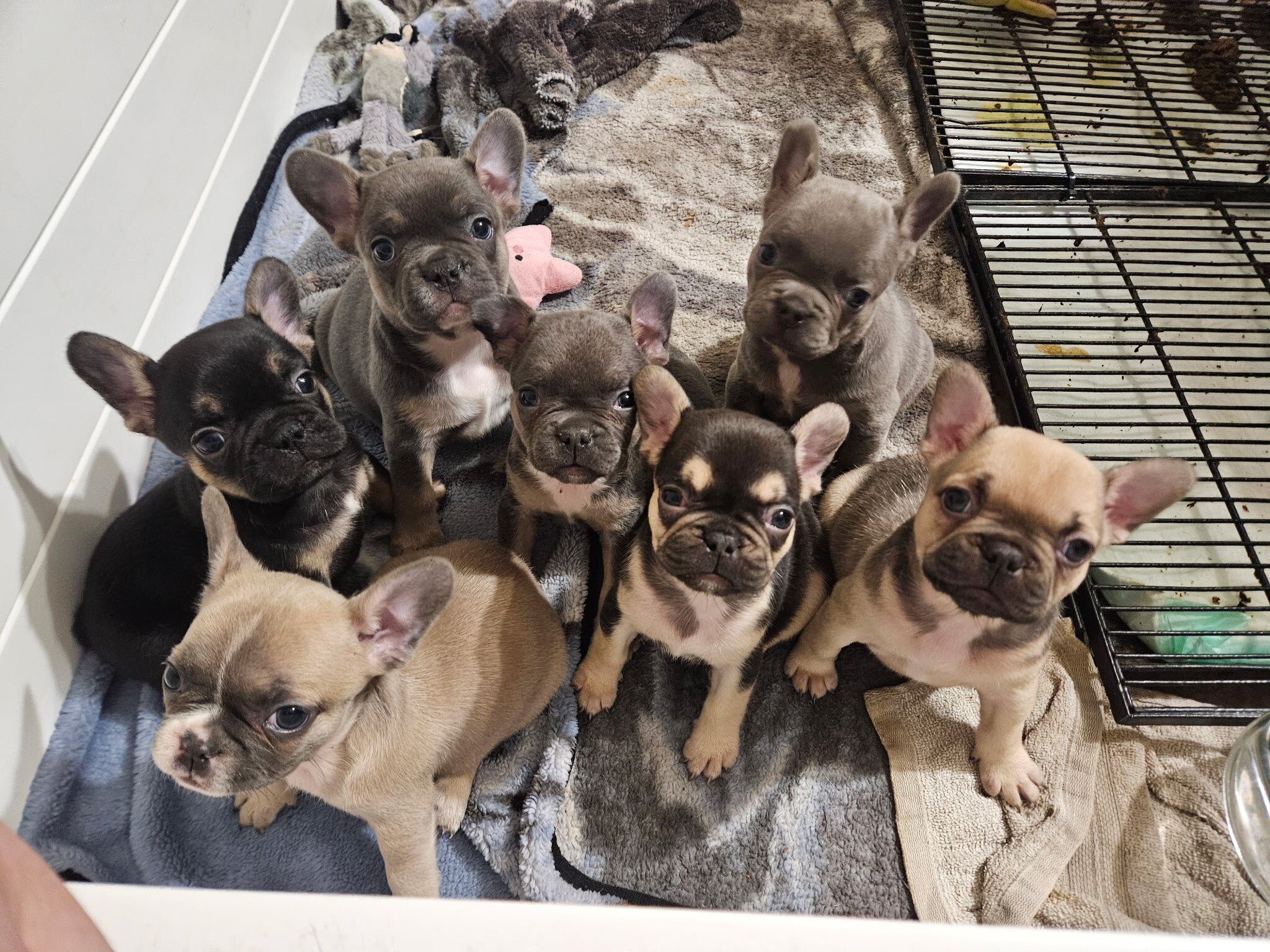 Frenchie puppies image 1