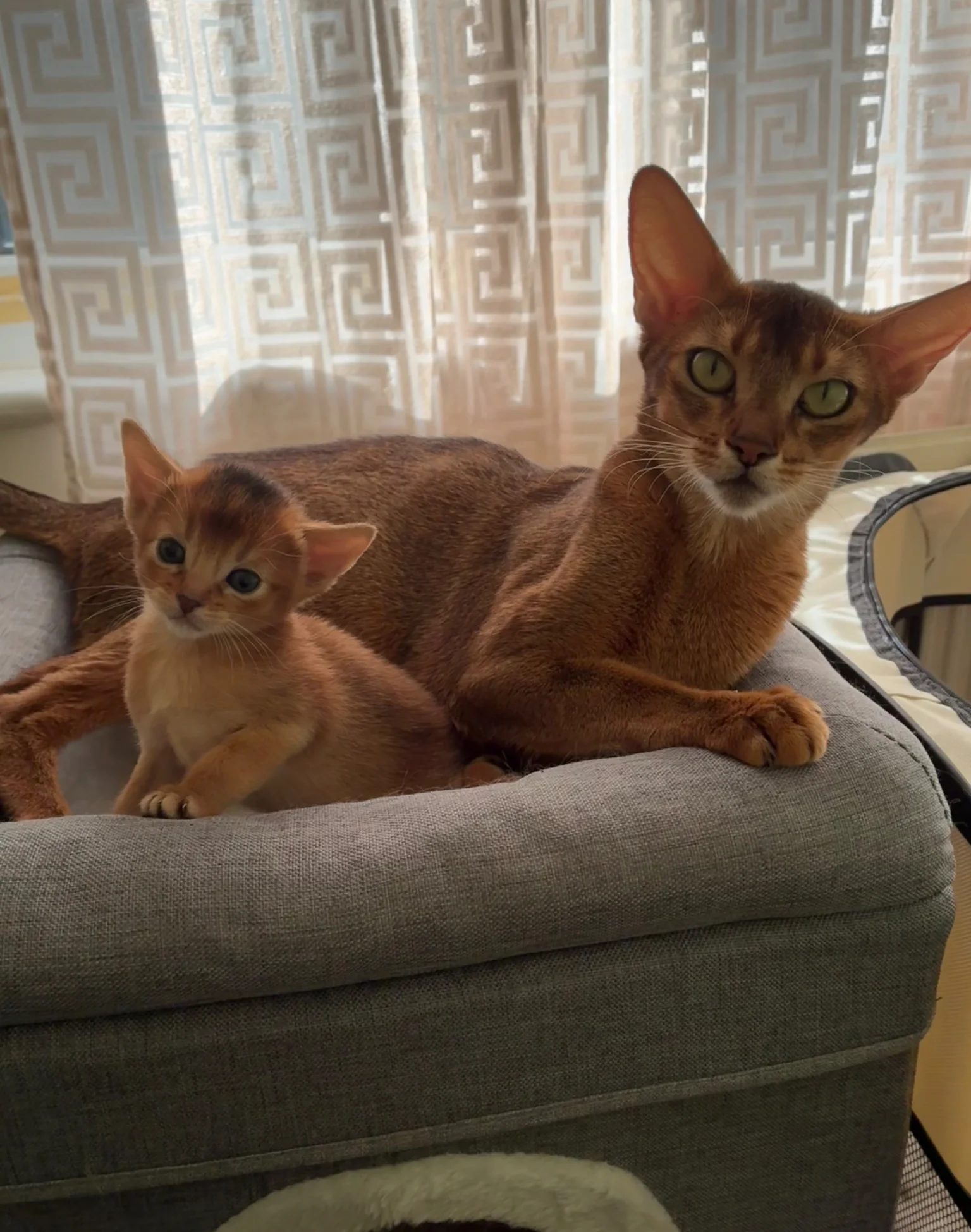 TICA 5* pedigree Abyssinian Kittens image 1
