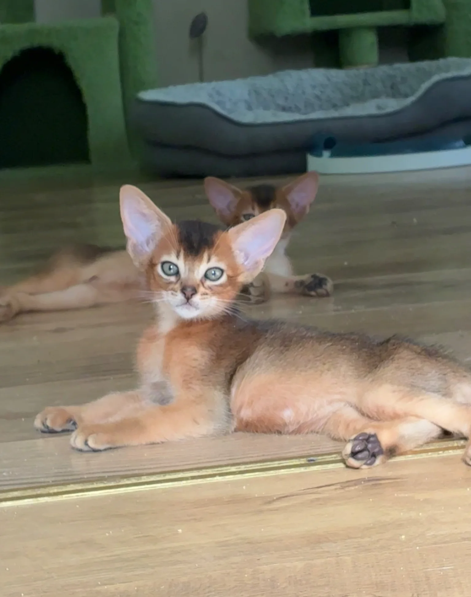 TICA 5* pedigree Abyssinian Kittens image 2