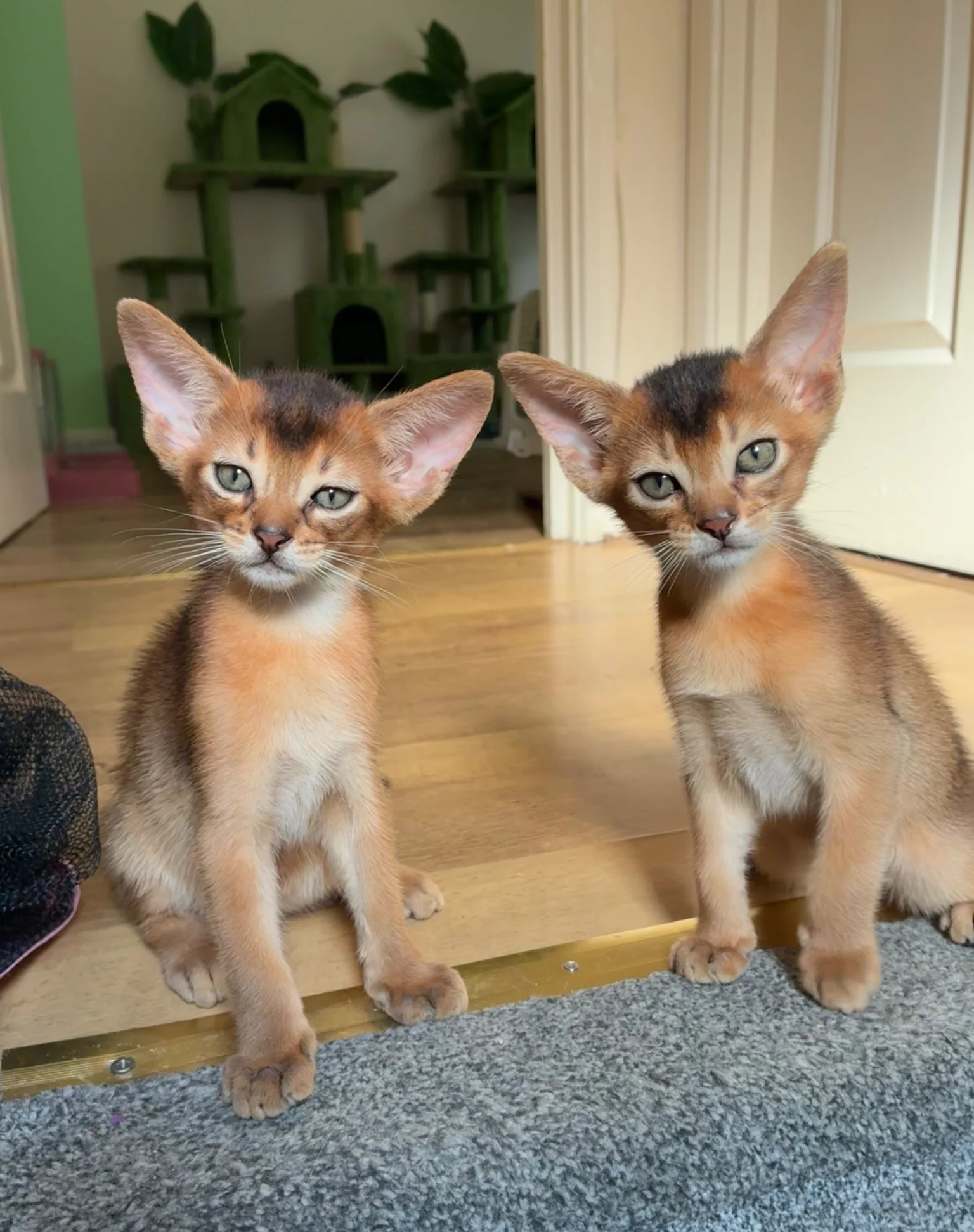 TICA 5* pedigree Abyssinian Kittens image 3