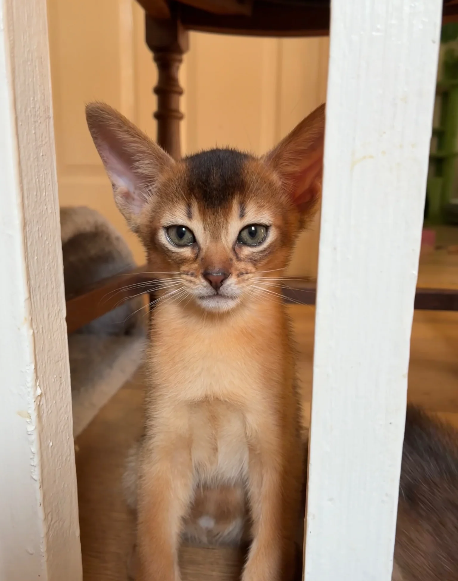 TICA 5* pedigree Abyssinian Kittens image 4
