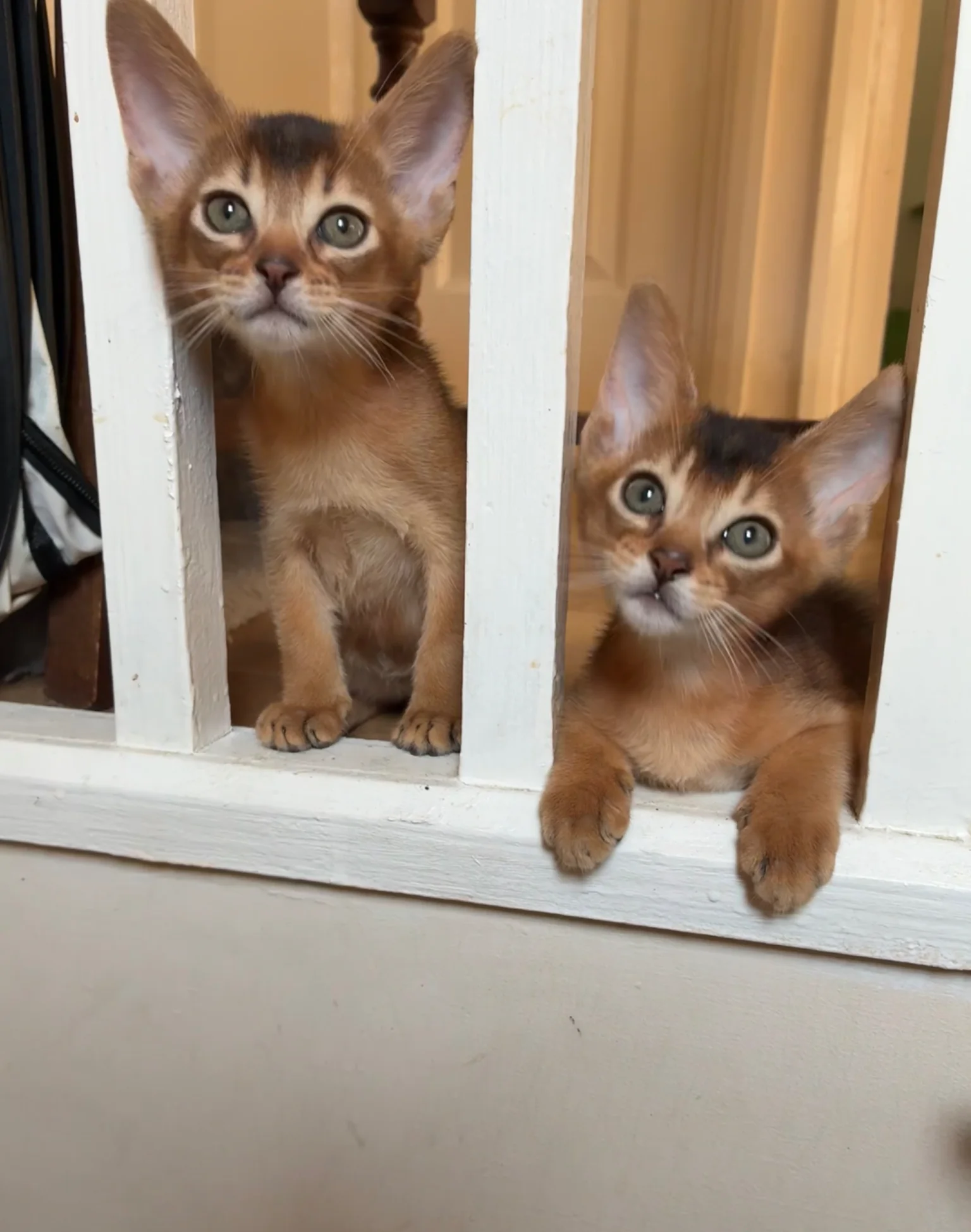 TICA 5* pedigree Abyssinian Kittens image 5