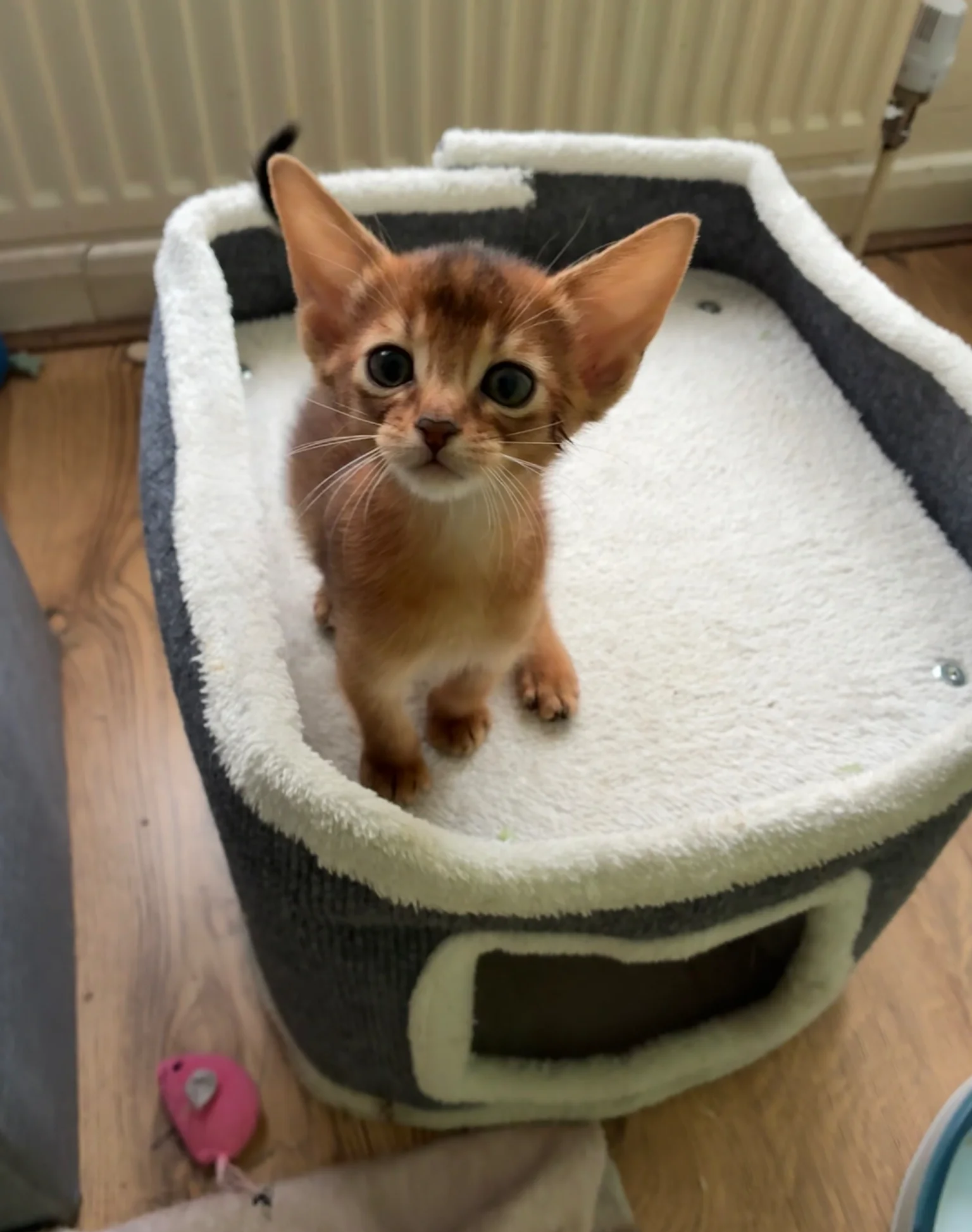 TICA 5* pedigree Abyssinian Kittens image 6