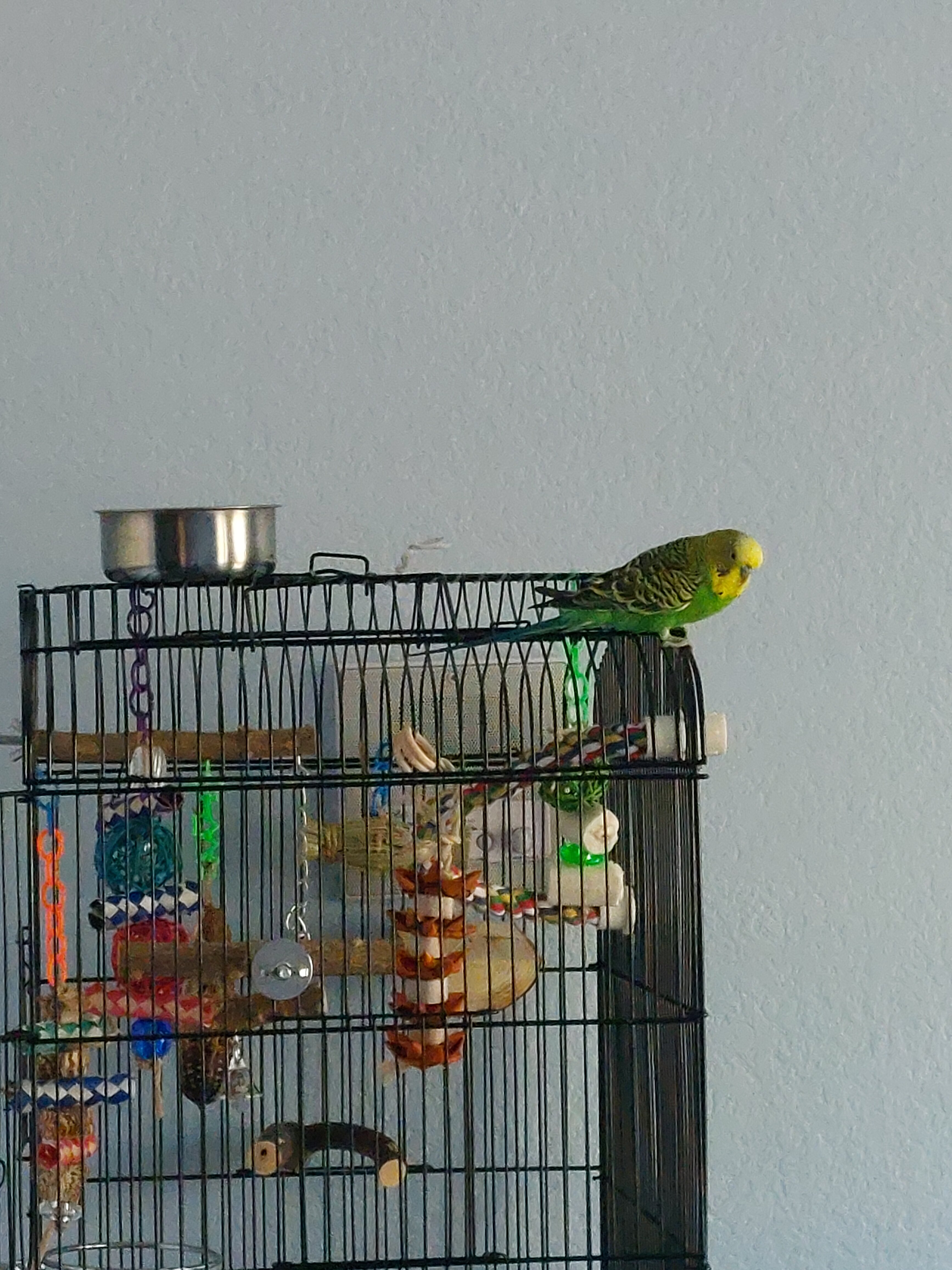 Rescued Parakeet "Pedro" w/ supplies & cage image 5