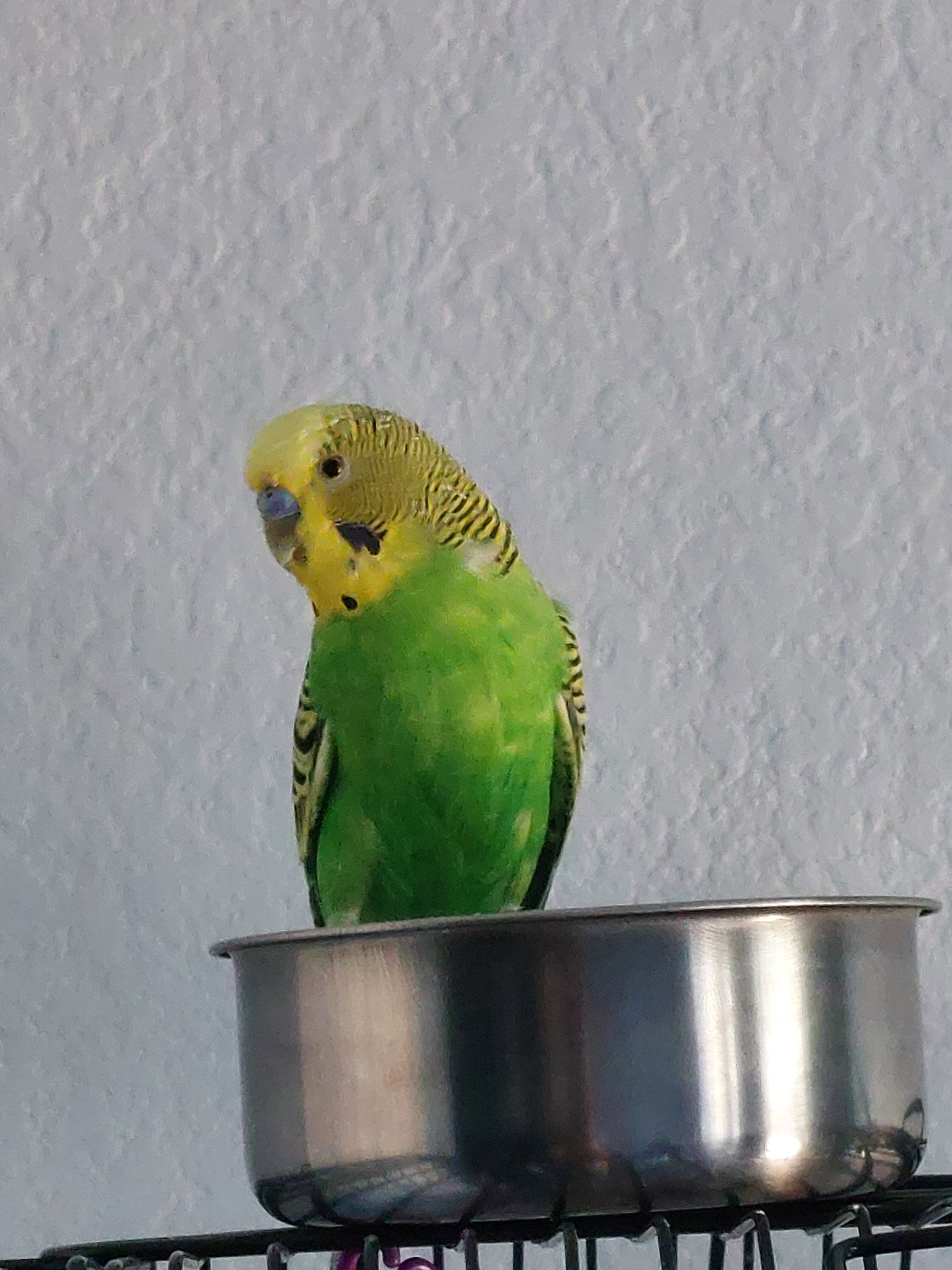 Rescued Parakeet "Pedro" w/ supplies & cage image 6