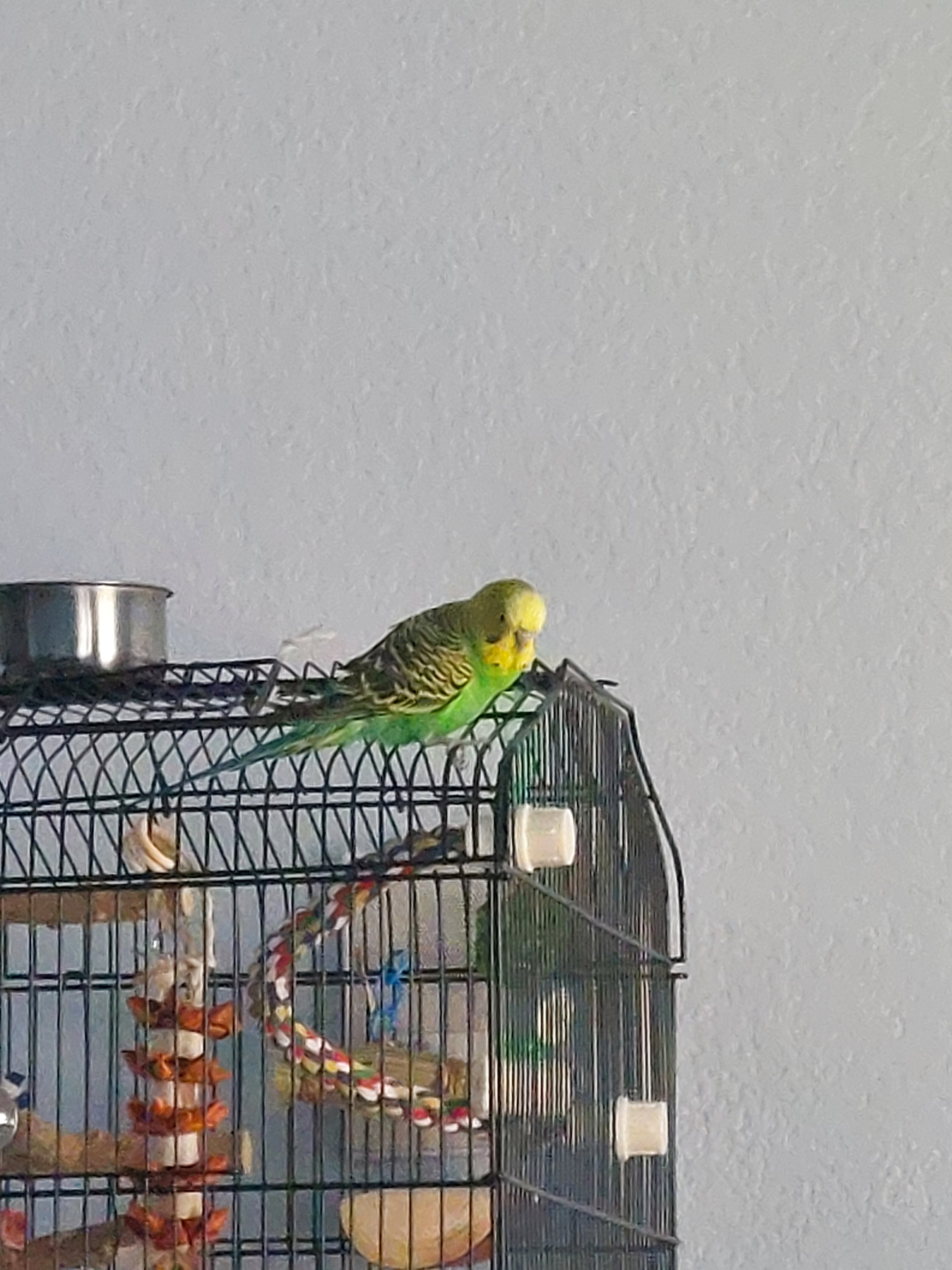 Rescued Parakeet "Pedro" w/ supplies & cage image 1
