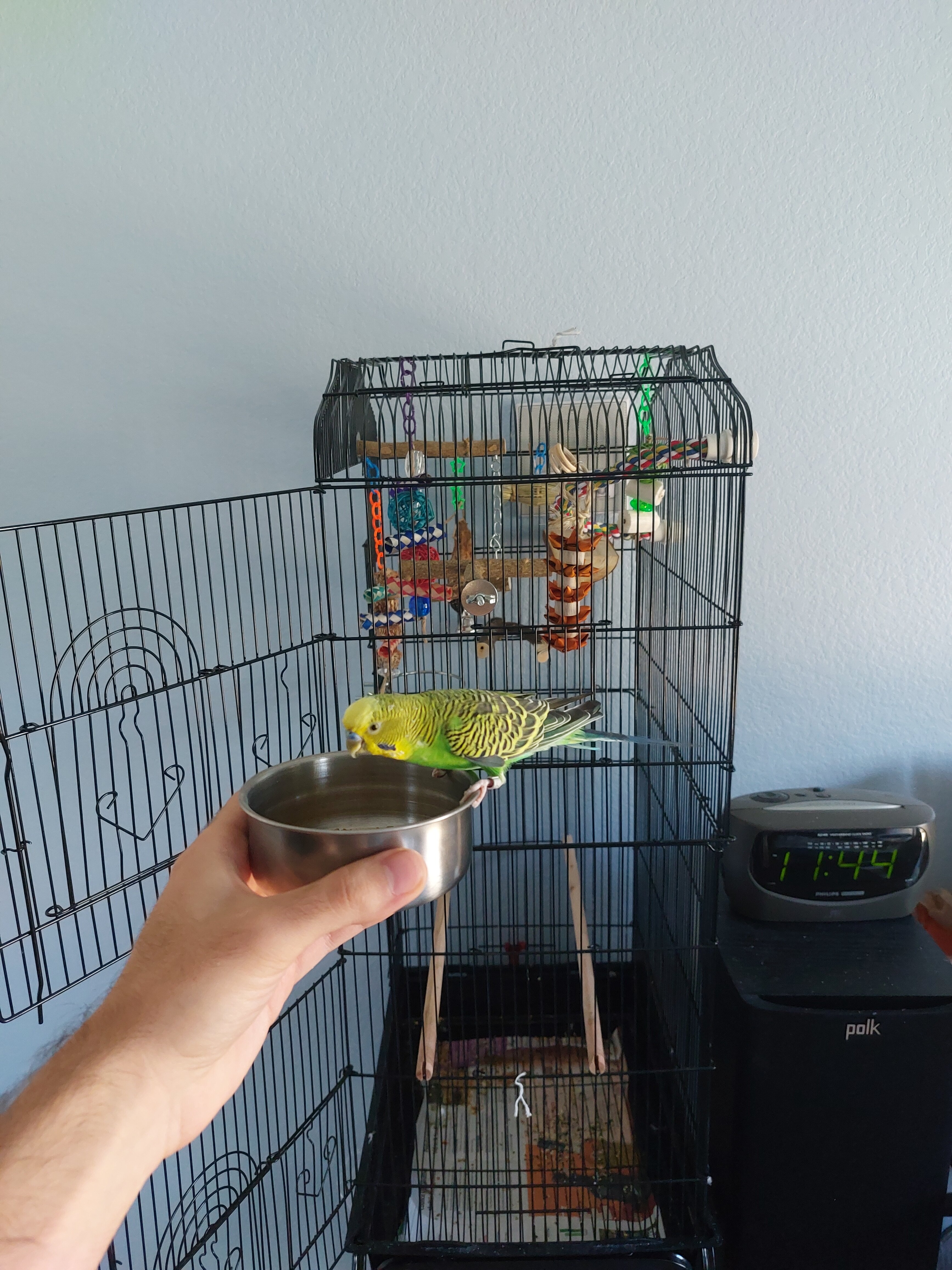 Rescued Parakeet "Pedro" w/ supplies & cage image 3