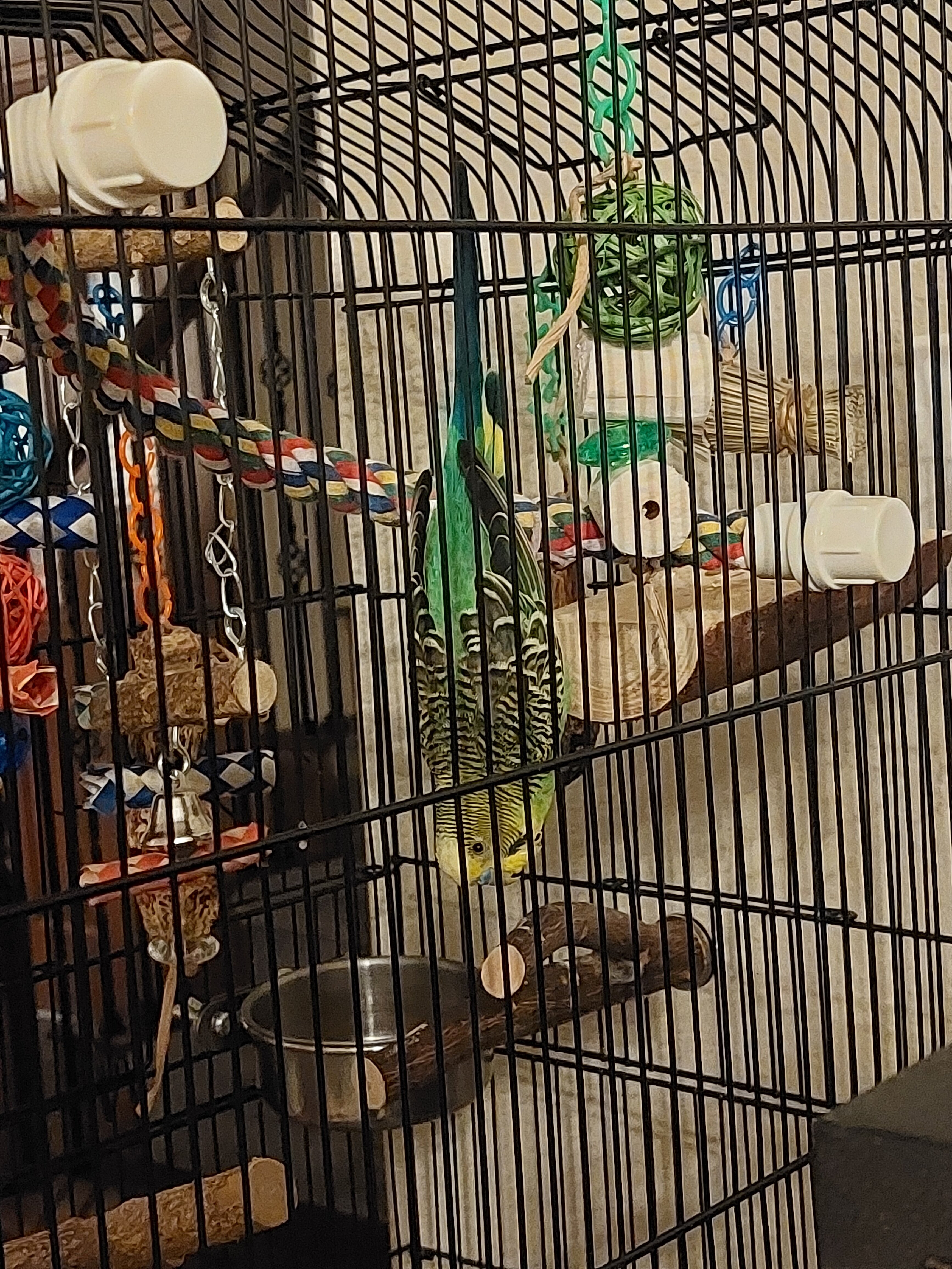 Rescued Parakeet "Pedro" w/ supplies & cage image 2