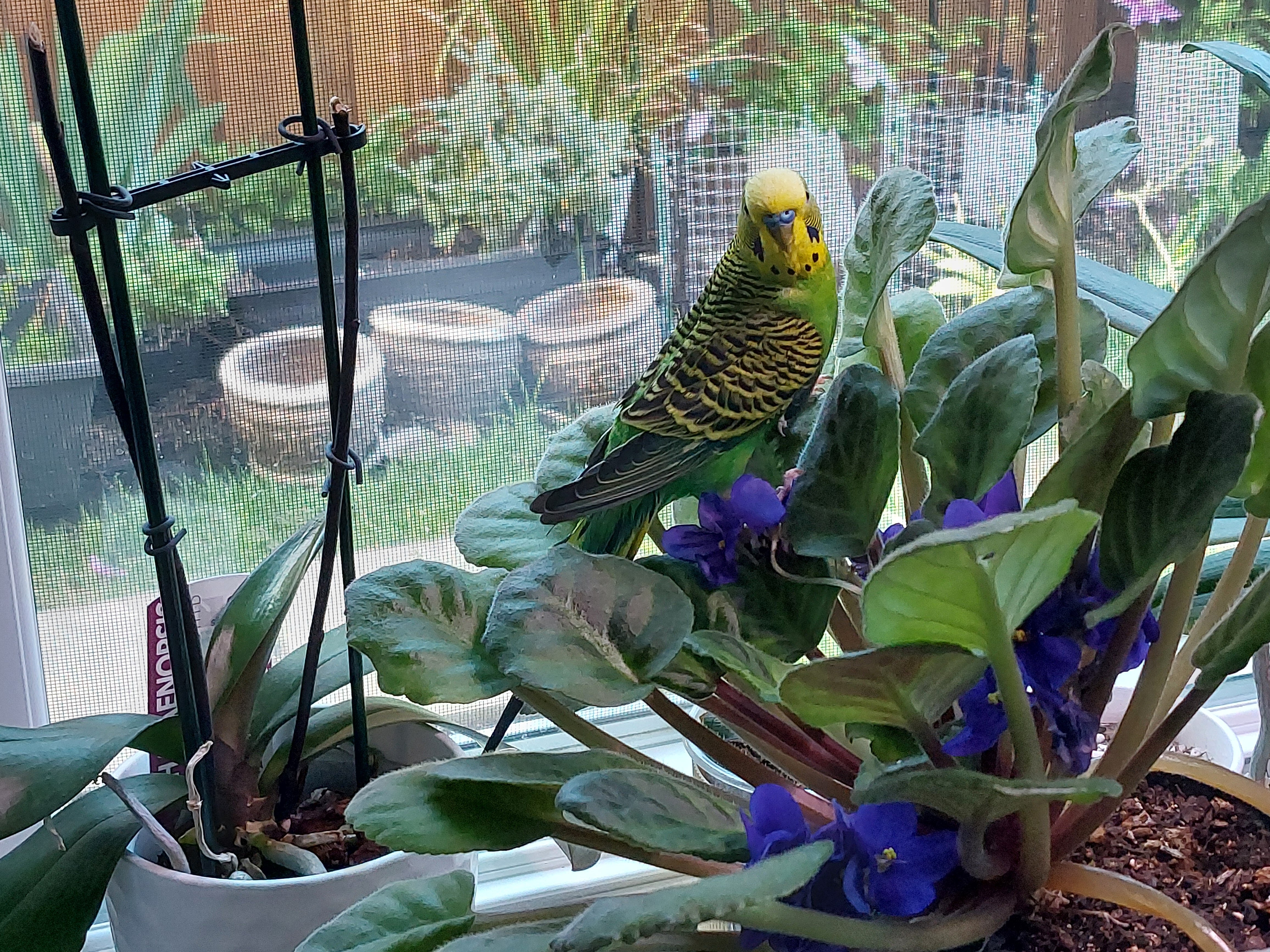 Rescued Parakeet "Pedro" w/ supplies & cage image 4