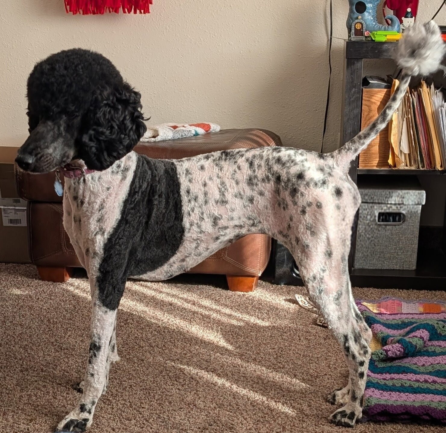 AKC standard poodle puppies image 9