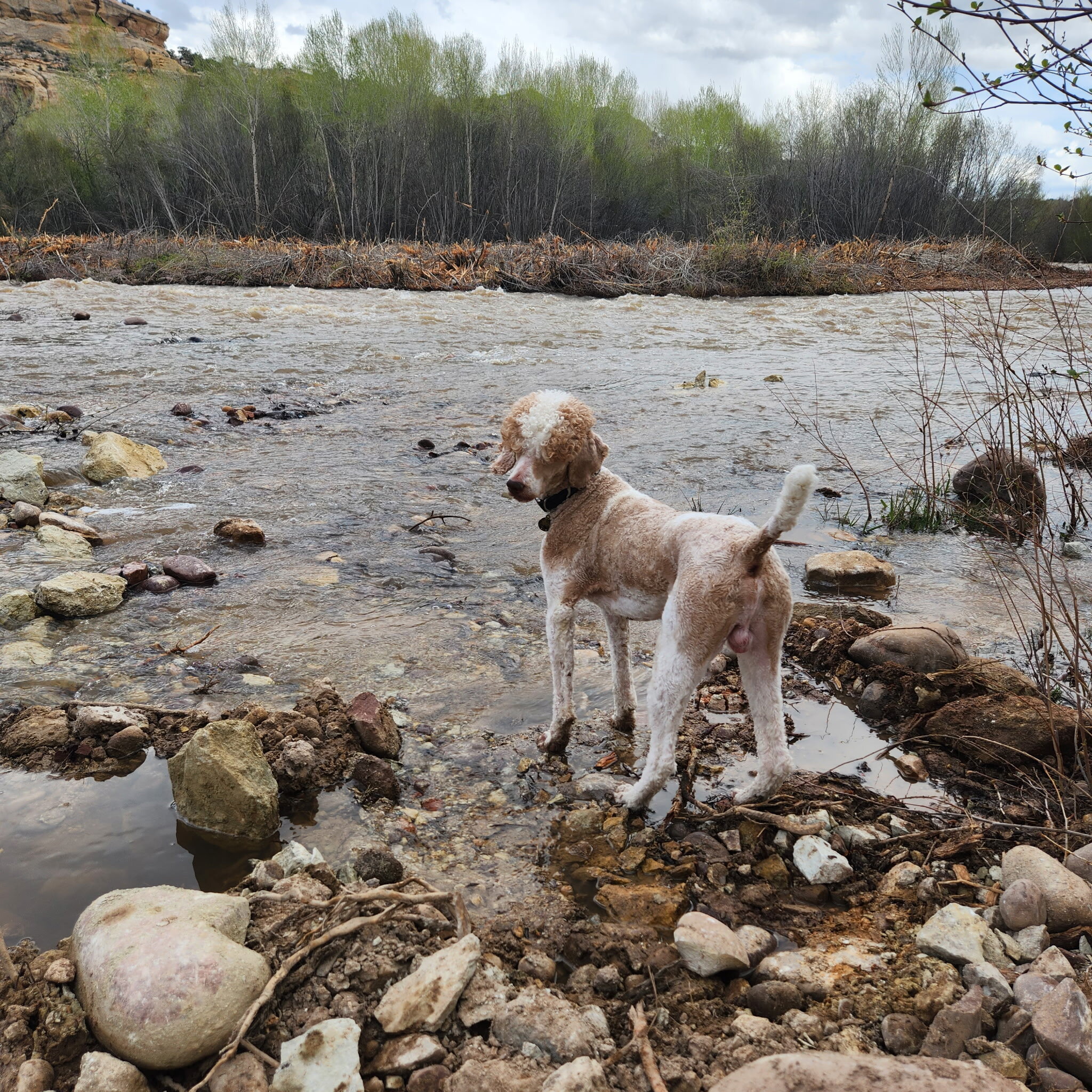 AKC standard poodle puppies image 10
