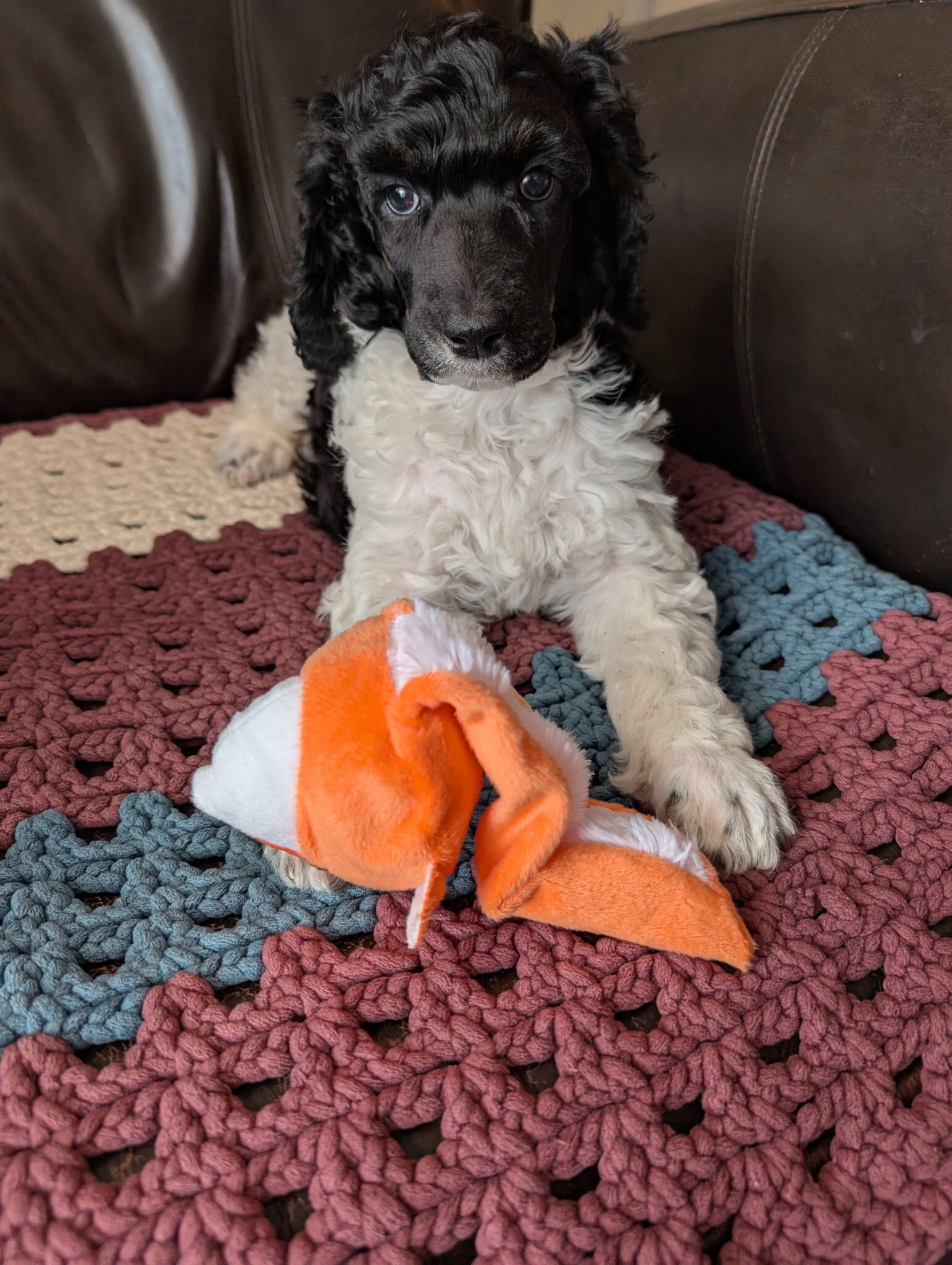 AKC standard poodle puppies image 8