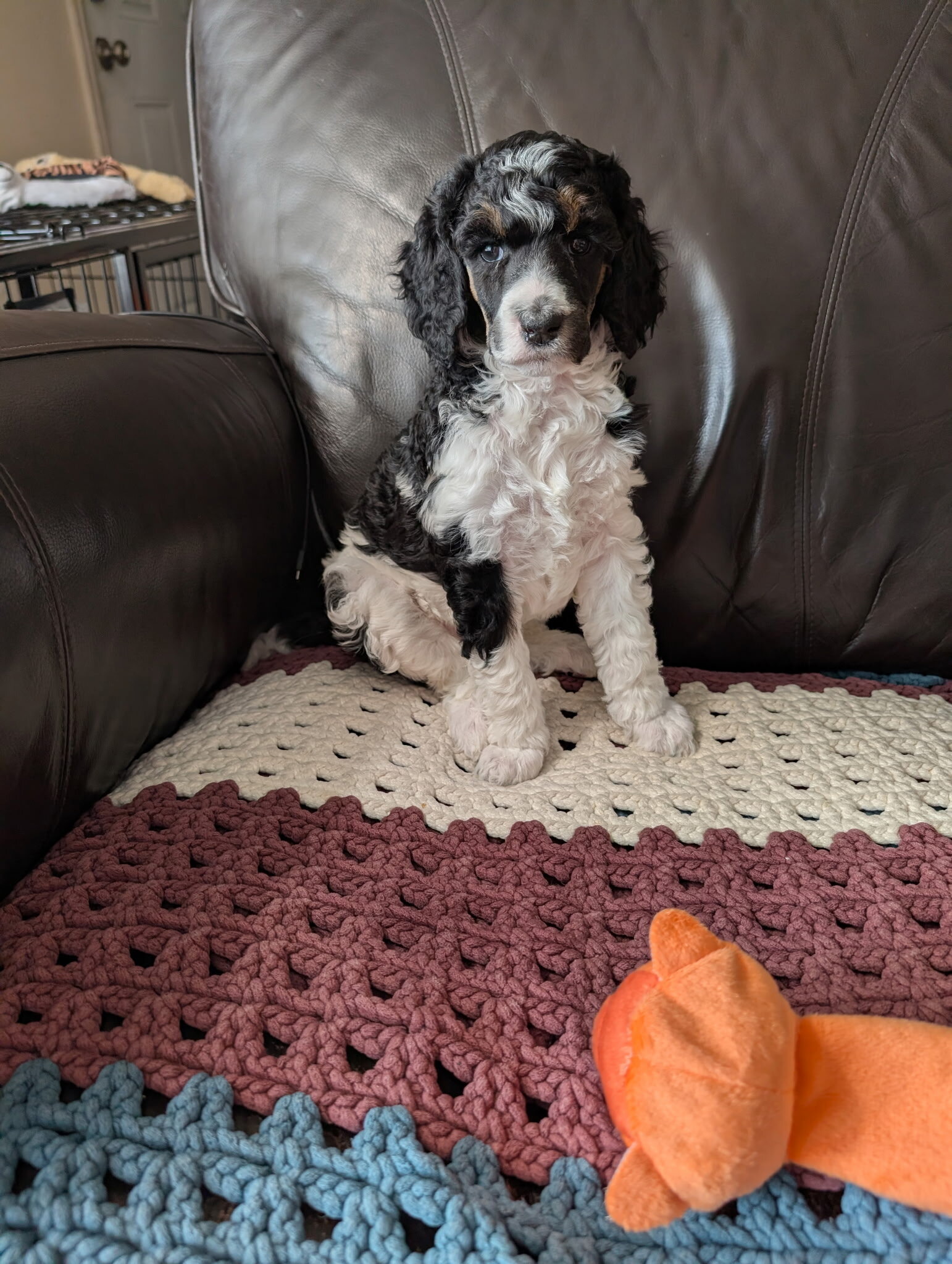 AKC standard poodle puppies image 7