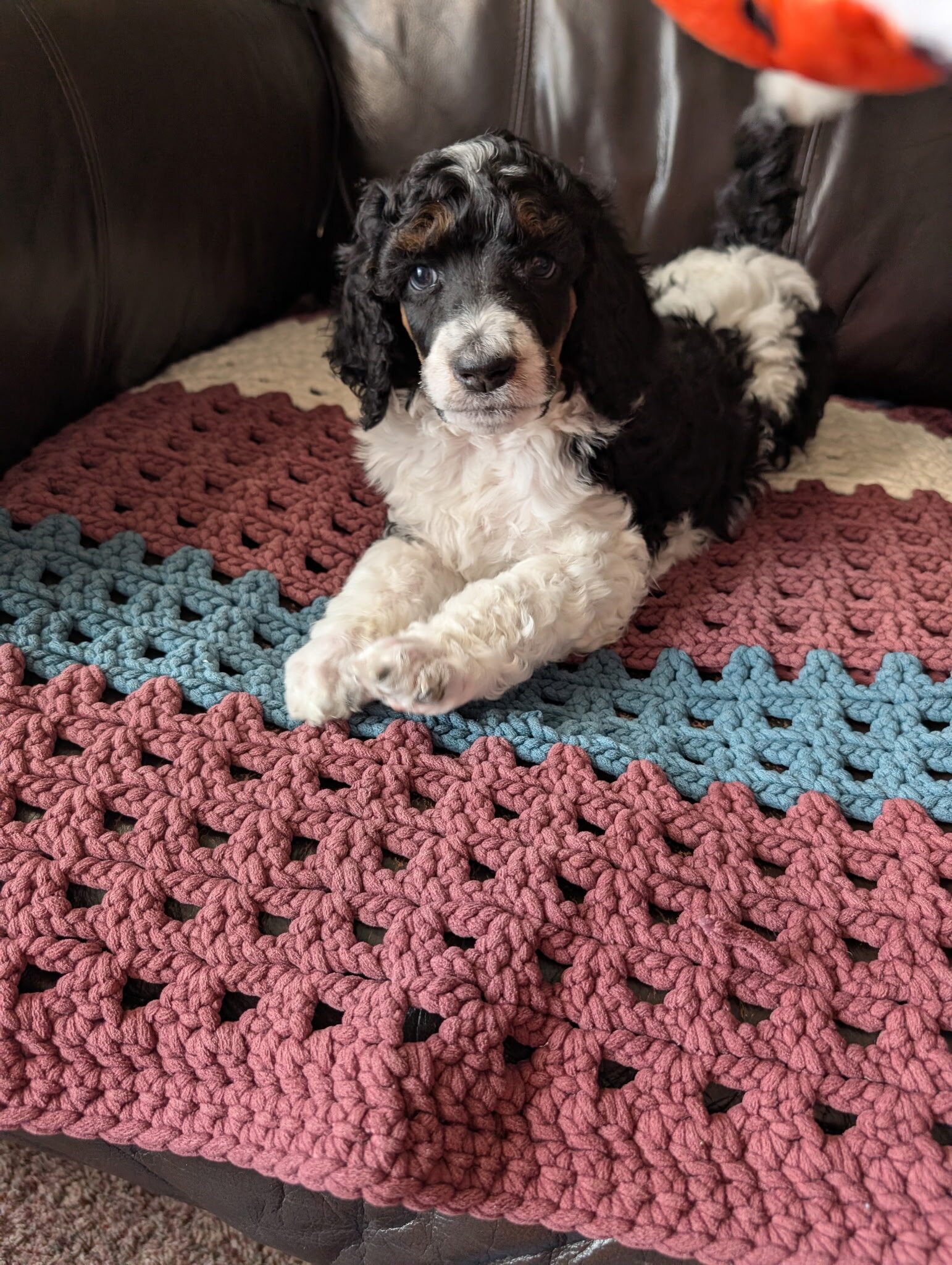 AKC standard poodle puppies image 1