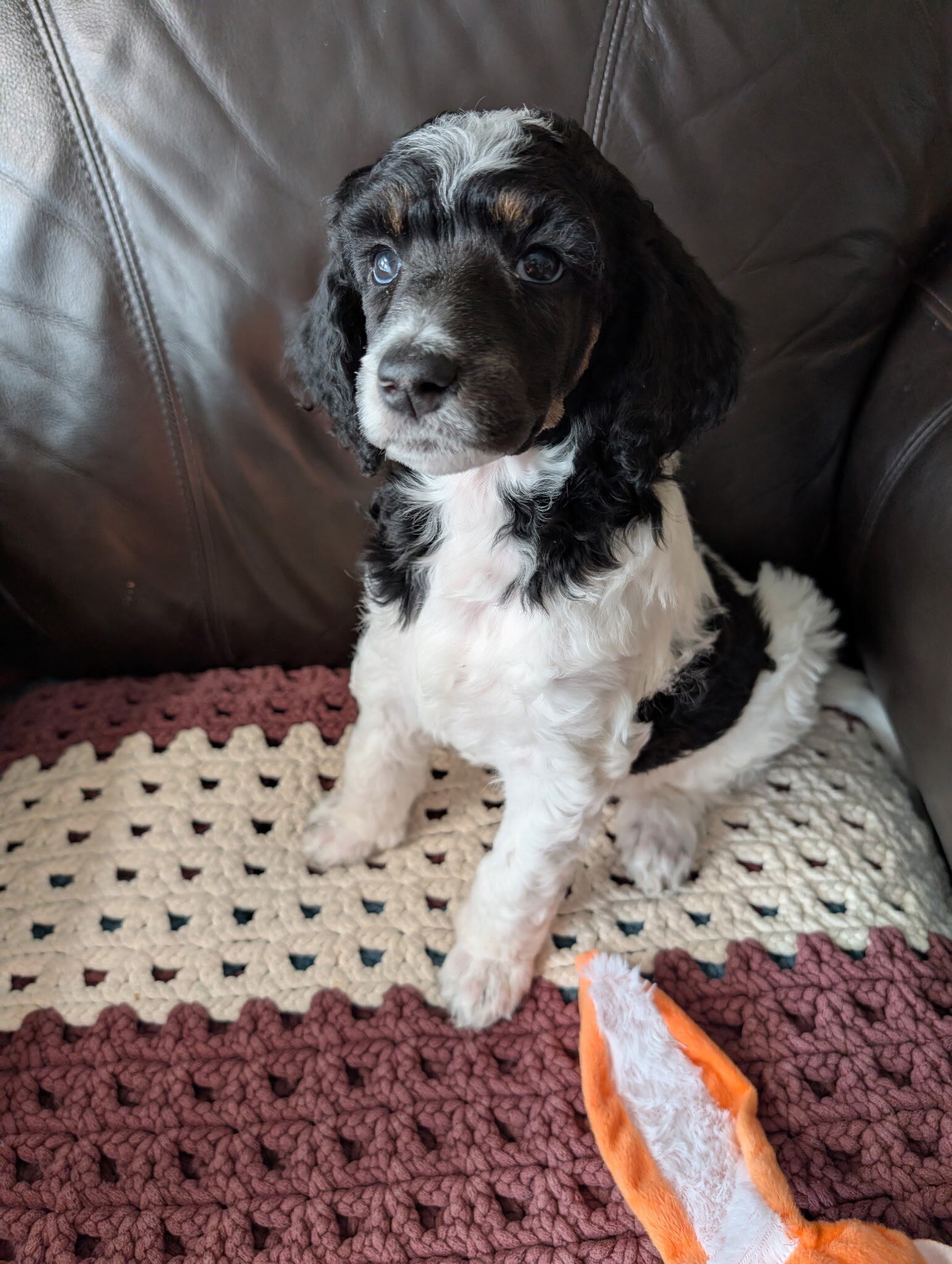 AKC standard poodle puppies image 2