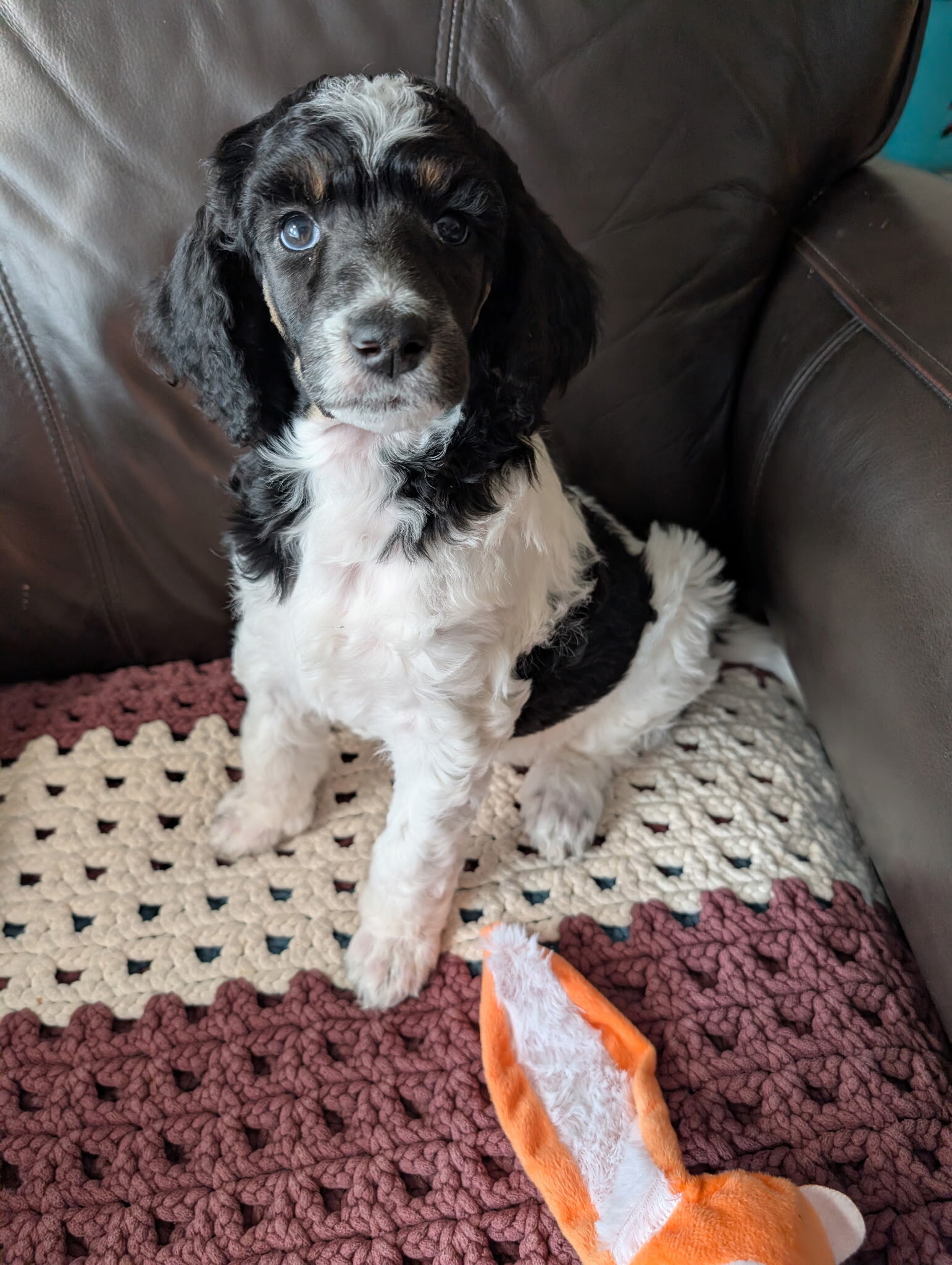 AKC standard poodle puppies image 4