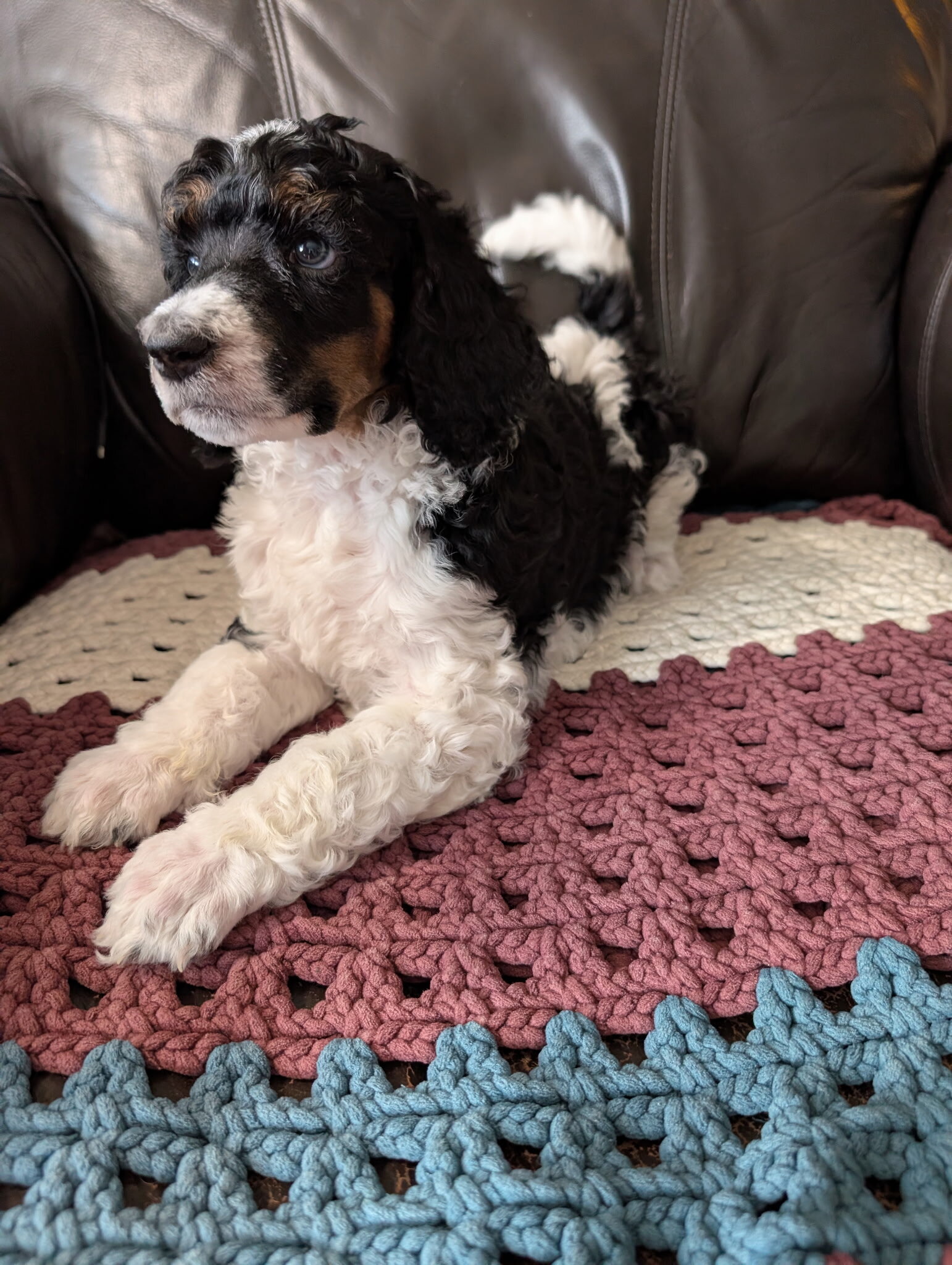 AKC standard poodle puppies image 3