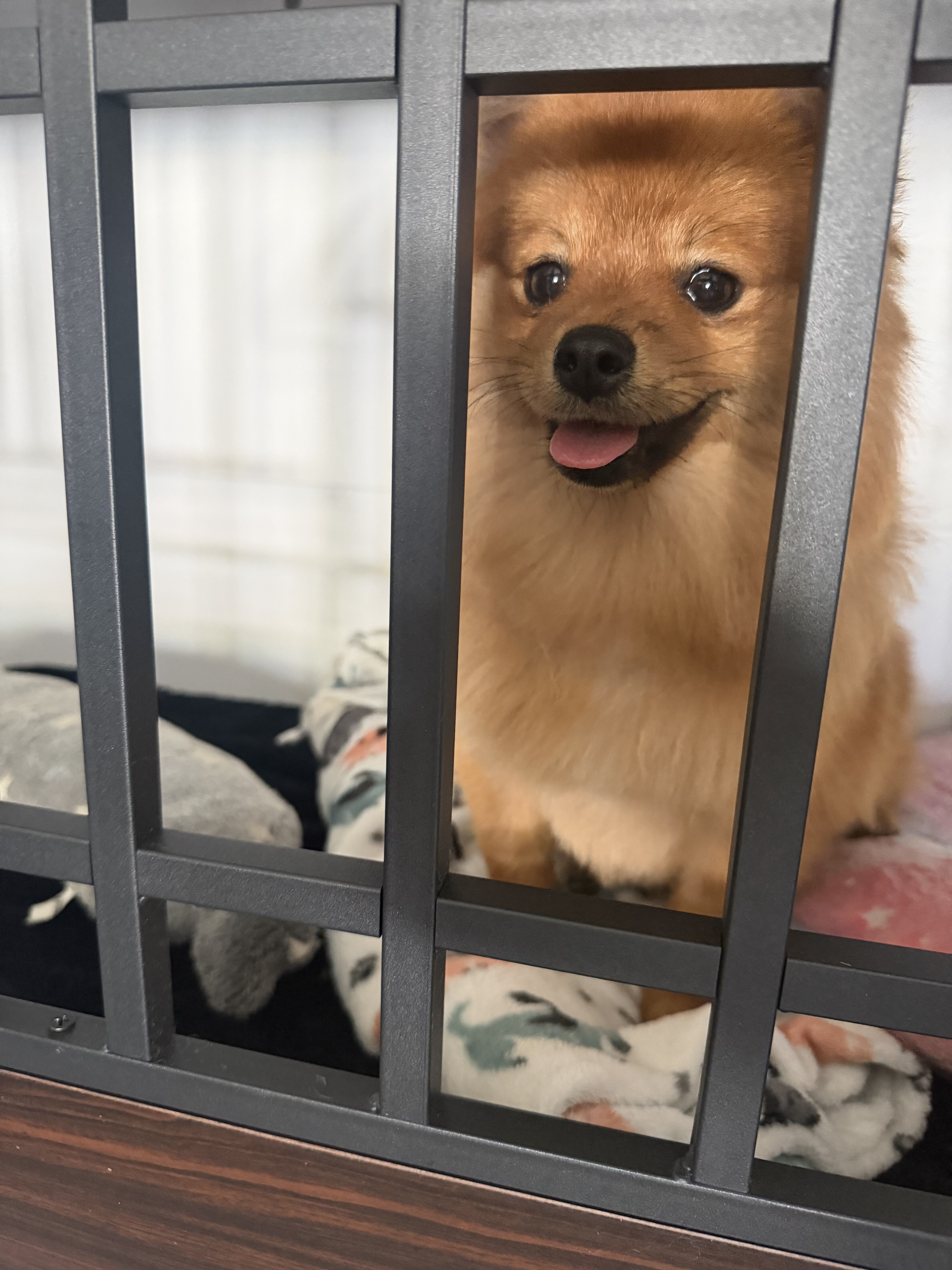 Full breed fox face Pomeranian image 1