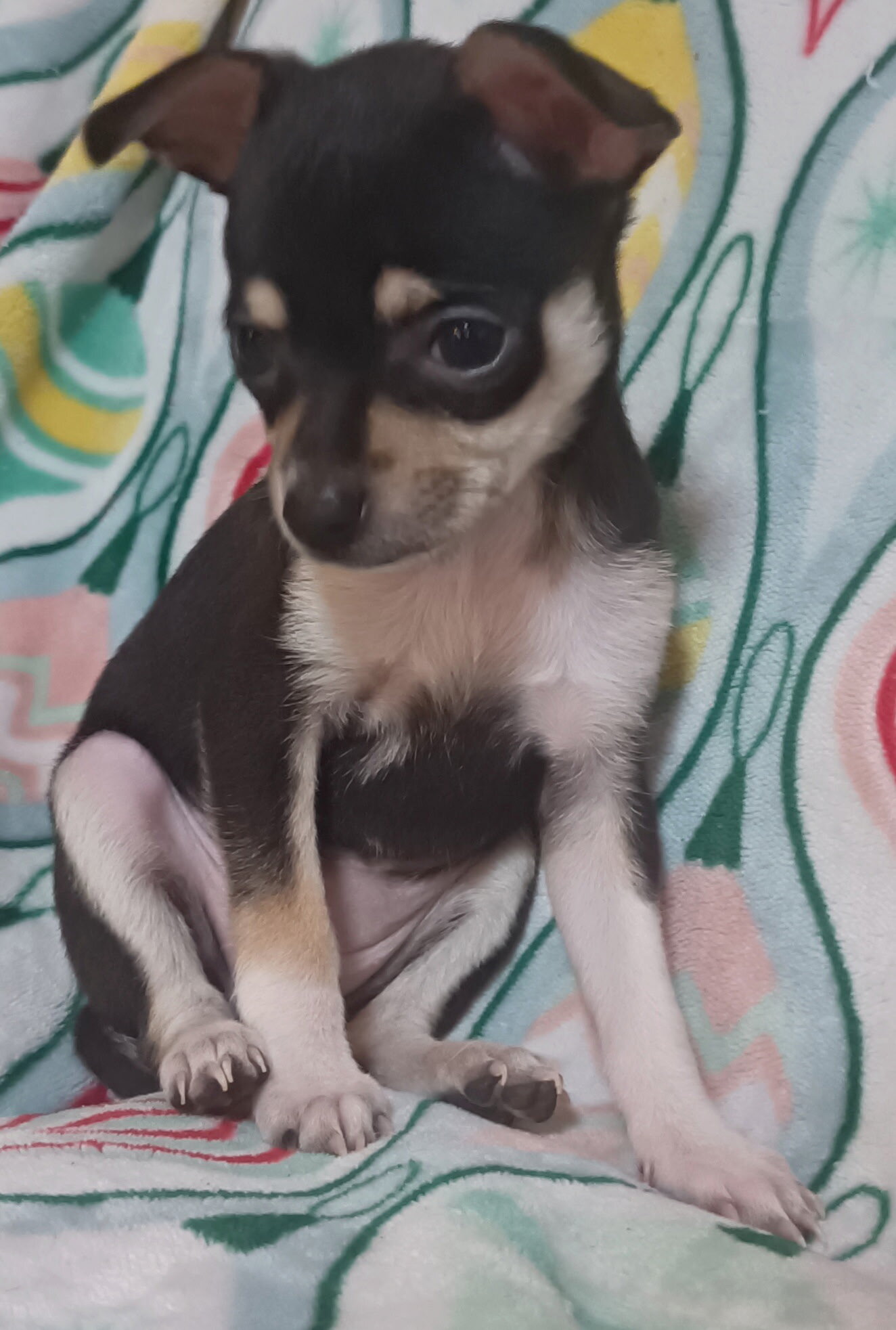 Toy Chihuahua puppys image 8