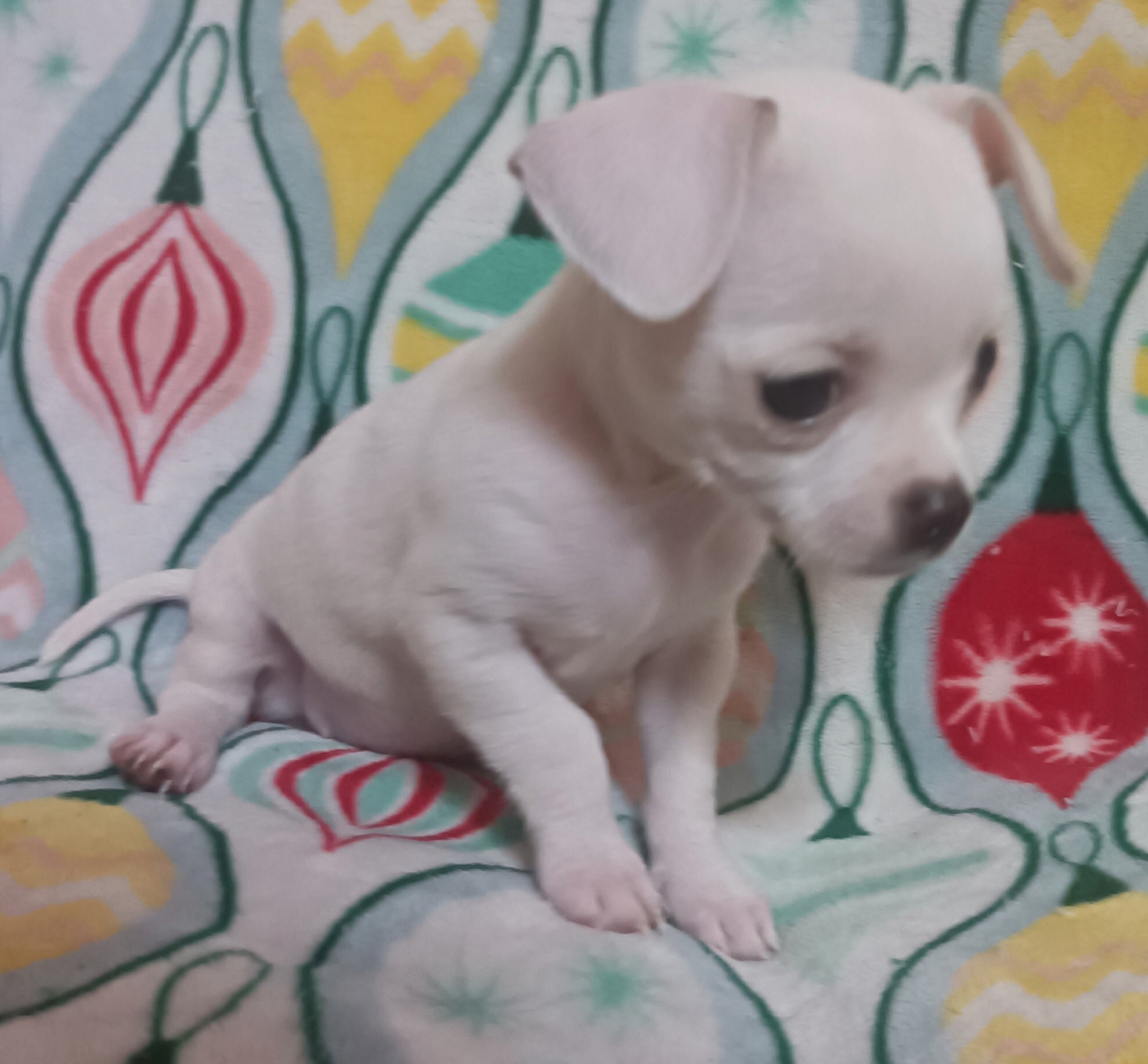Toy Chihuahua puppys image 7