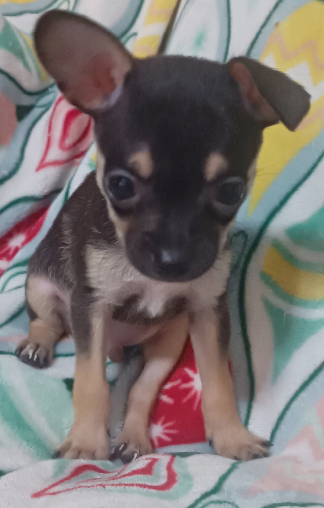 Toy Chihuahua puppys image 6
