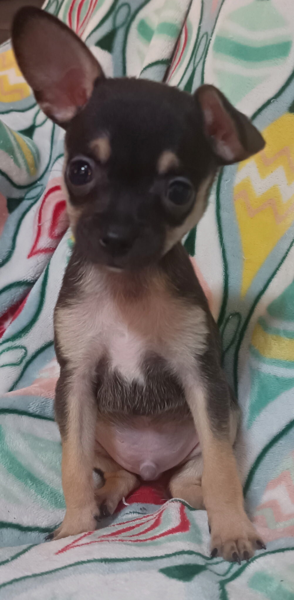 Toy Chihuahua puppys image 5