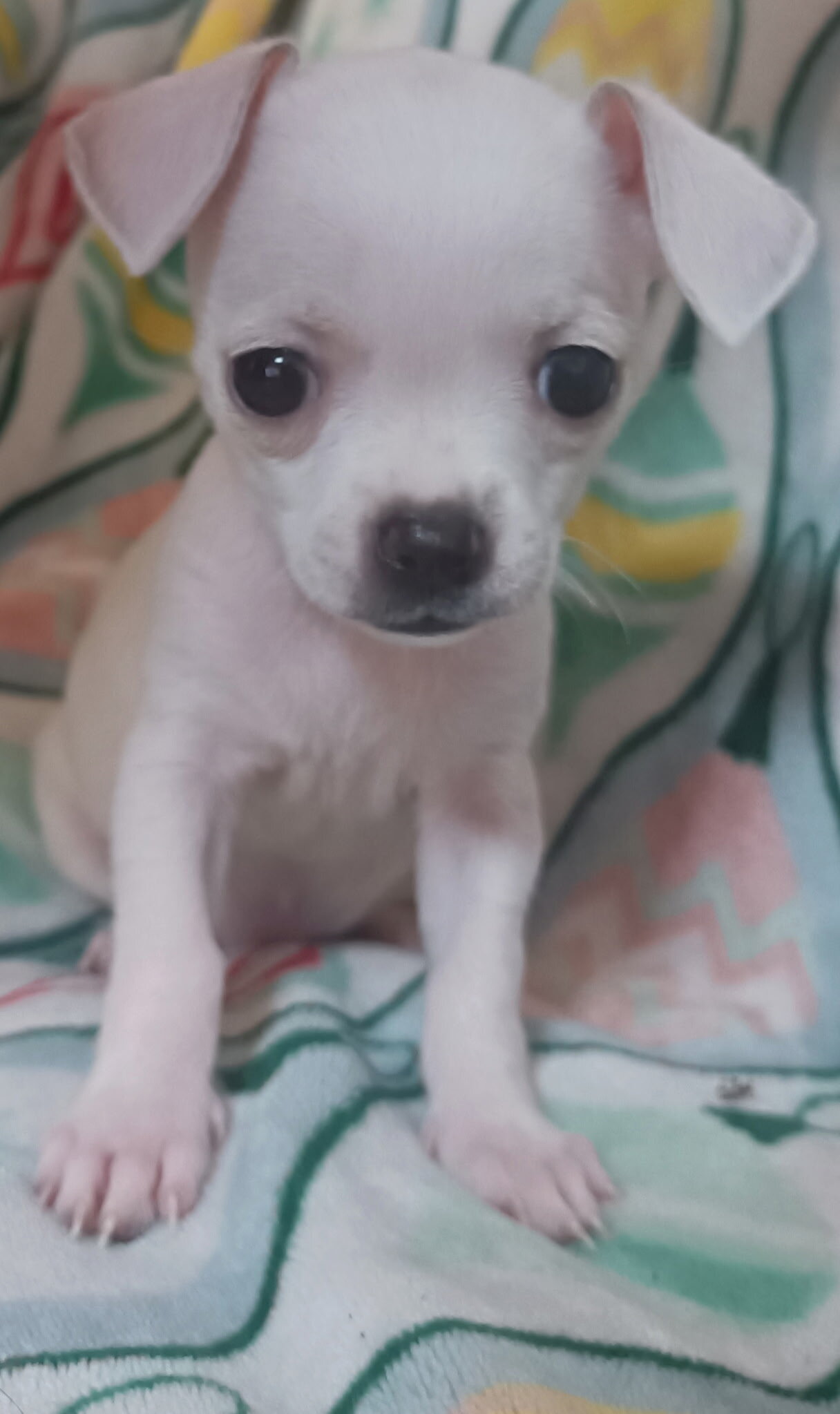 Toy Chihuahua puppys image 3