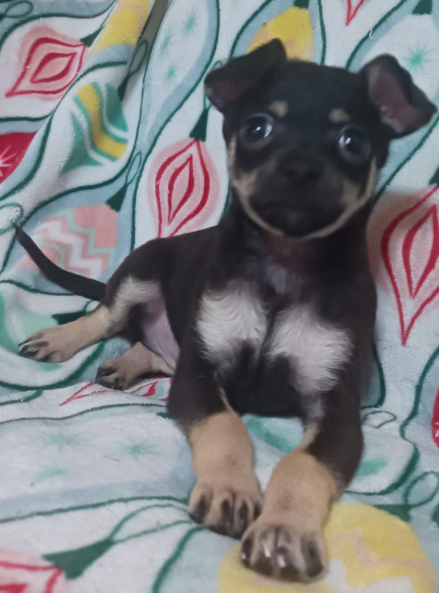 Toy Chihuahua puppys image 1