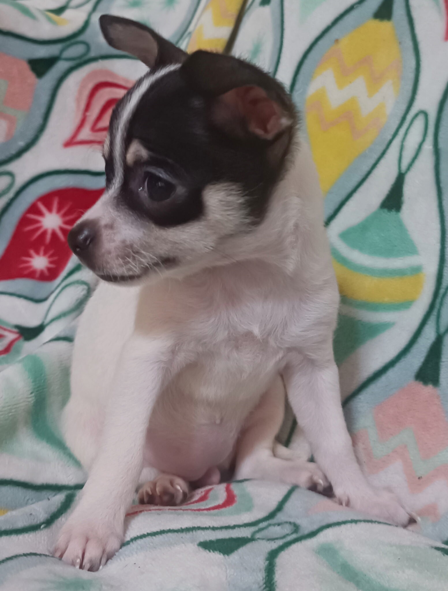 Toy Chihuahua puppys image 2